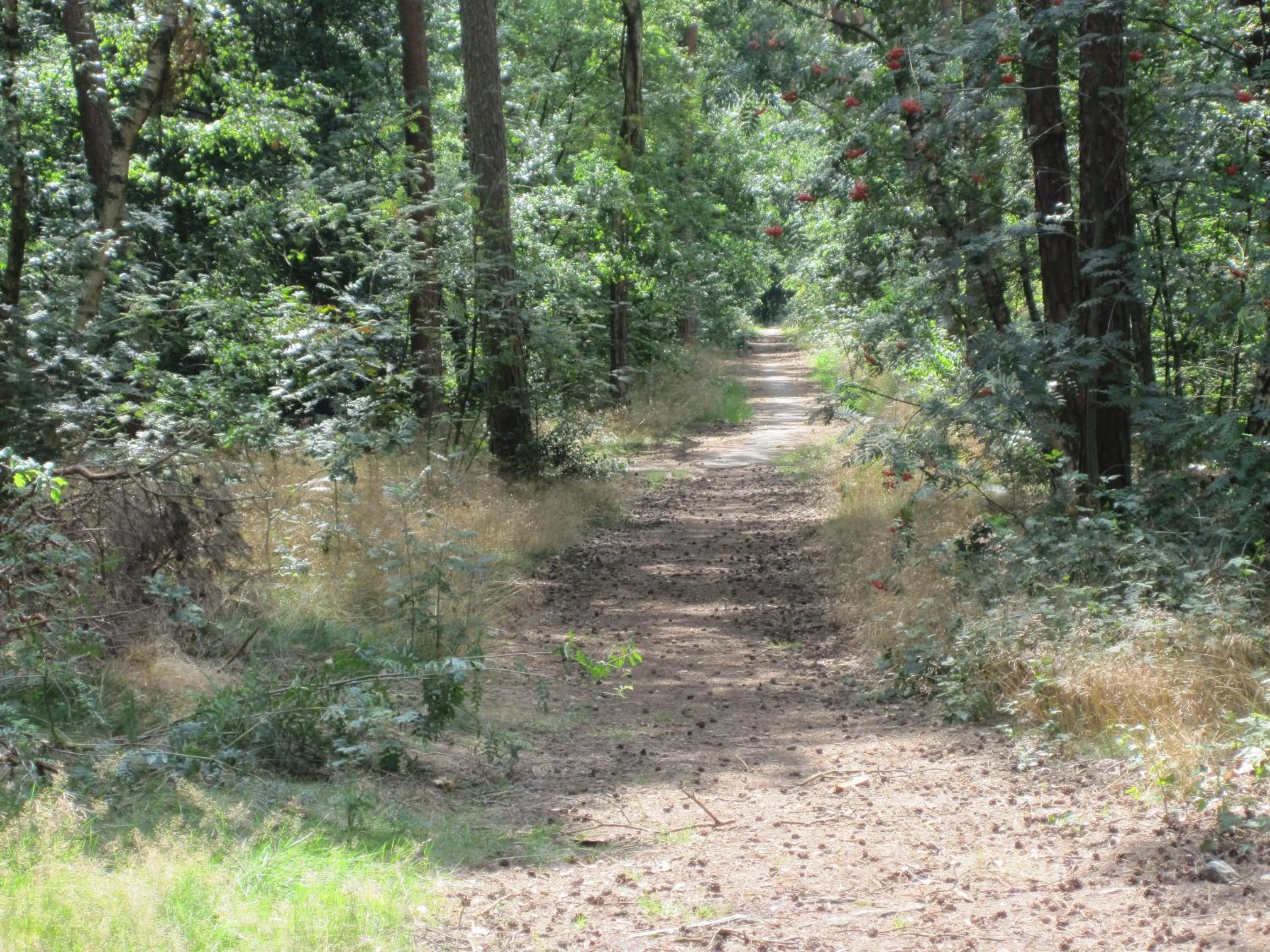 Regina Vught