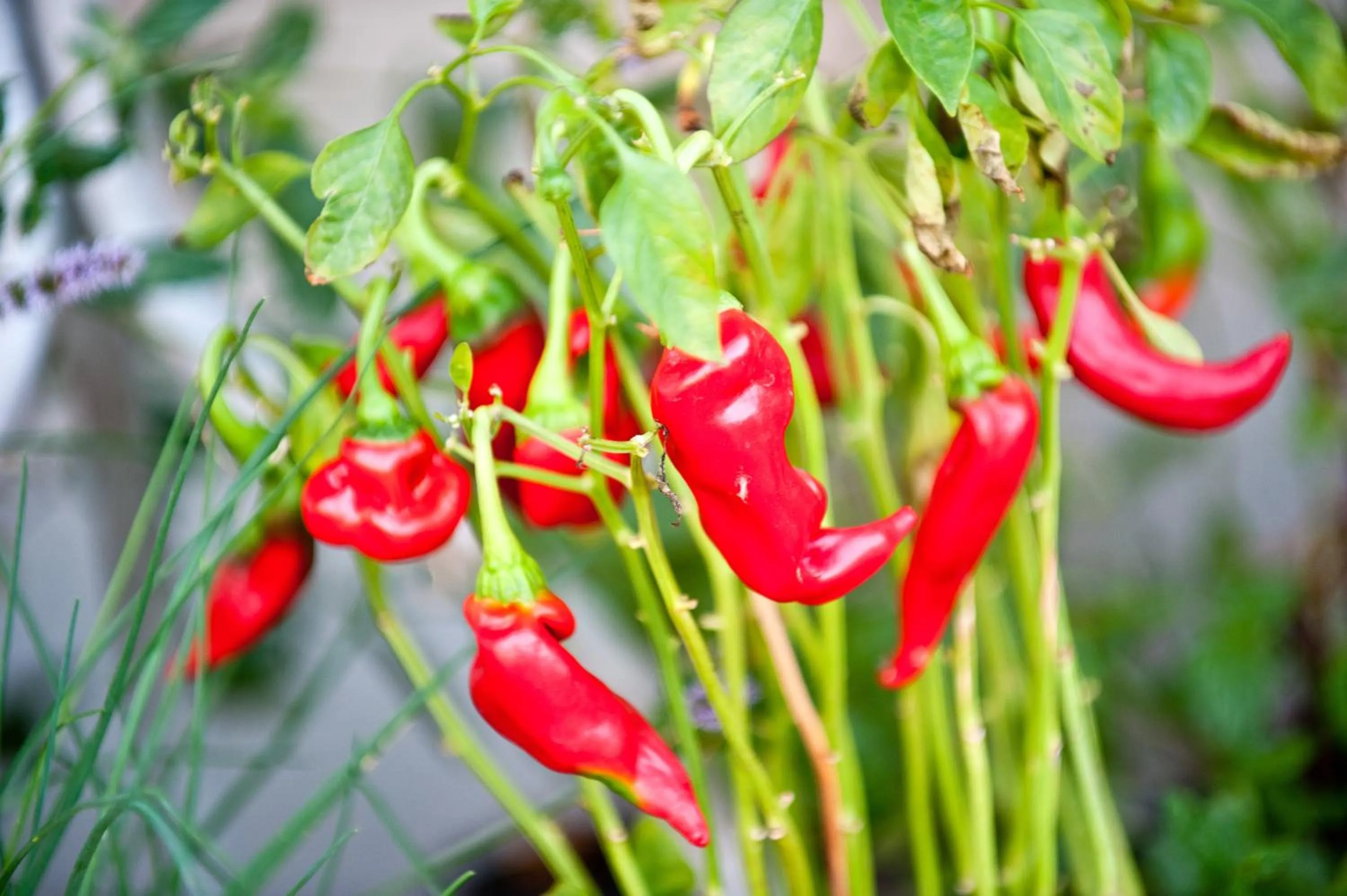 Restaurant/places to eat in Donna Carmela Resort & Lodges