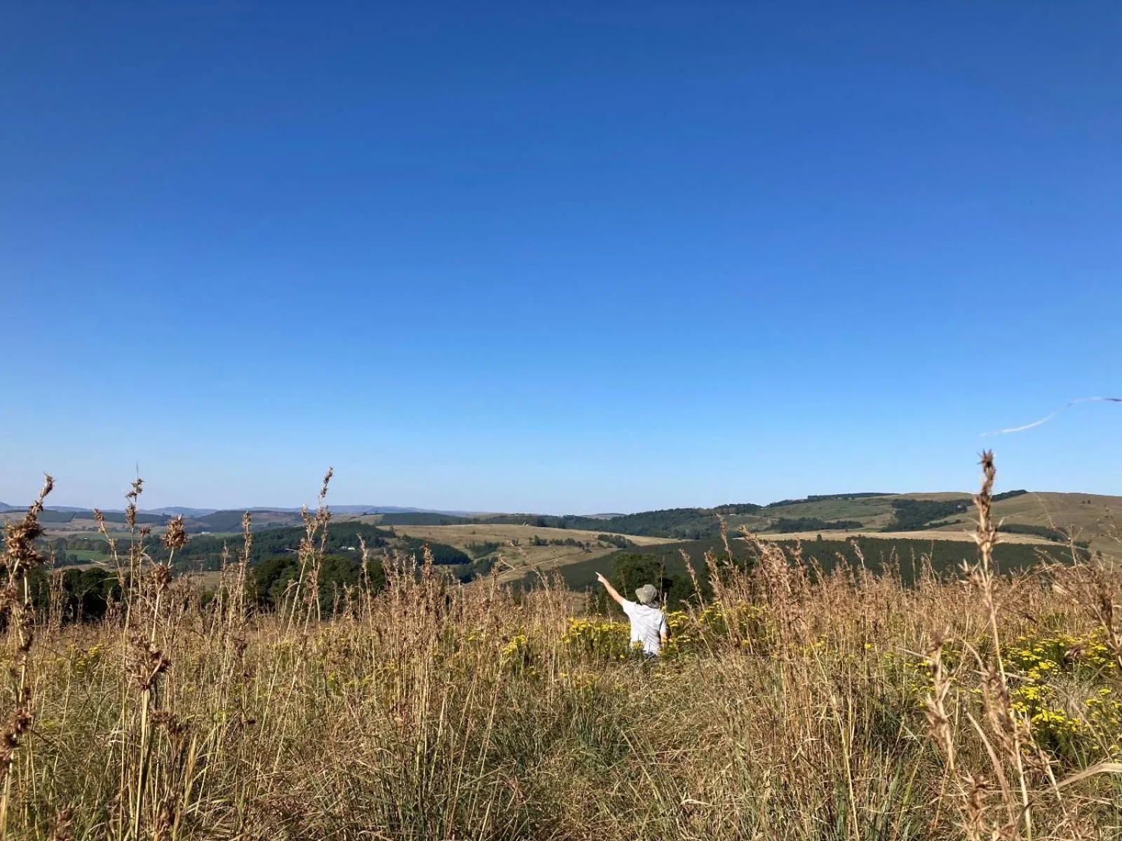 Natural landscape in Midlands Forest Lodge