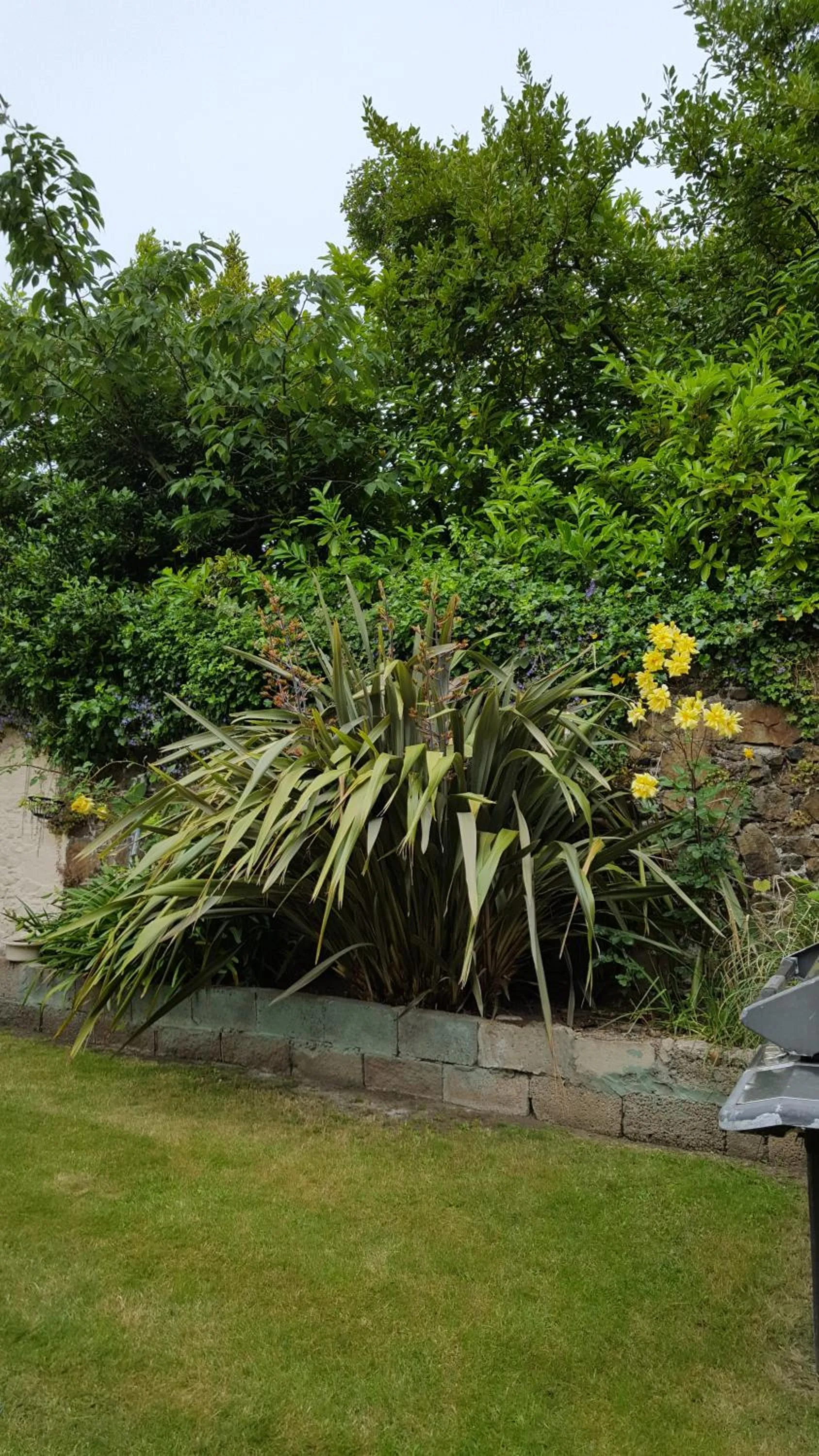 Garden in Franklyn Guesthouse