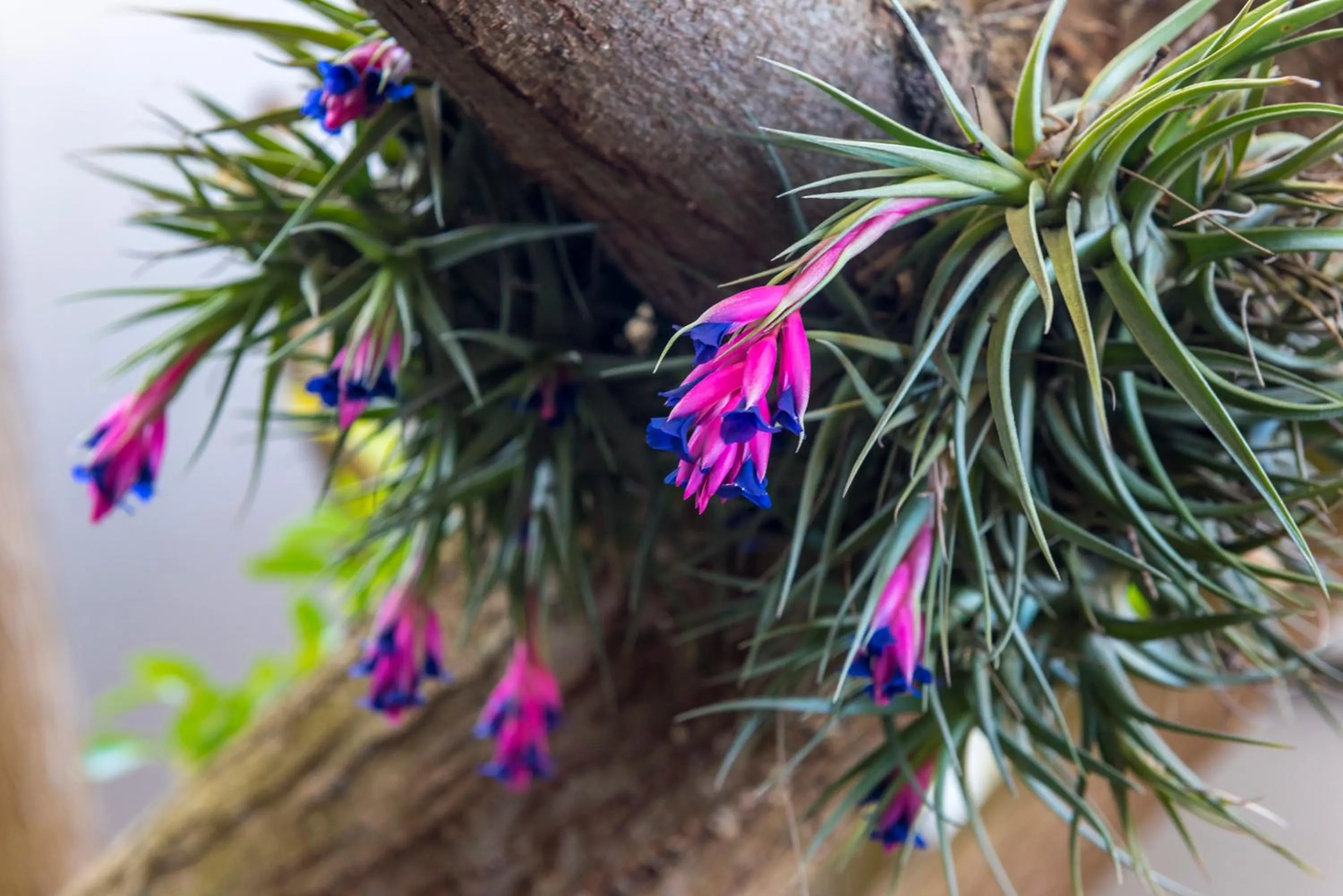 Garden in Kingfisher GuestHouse