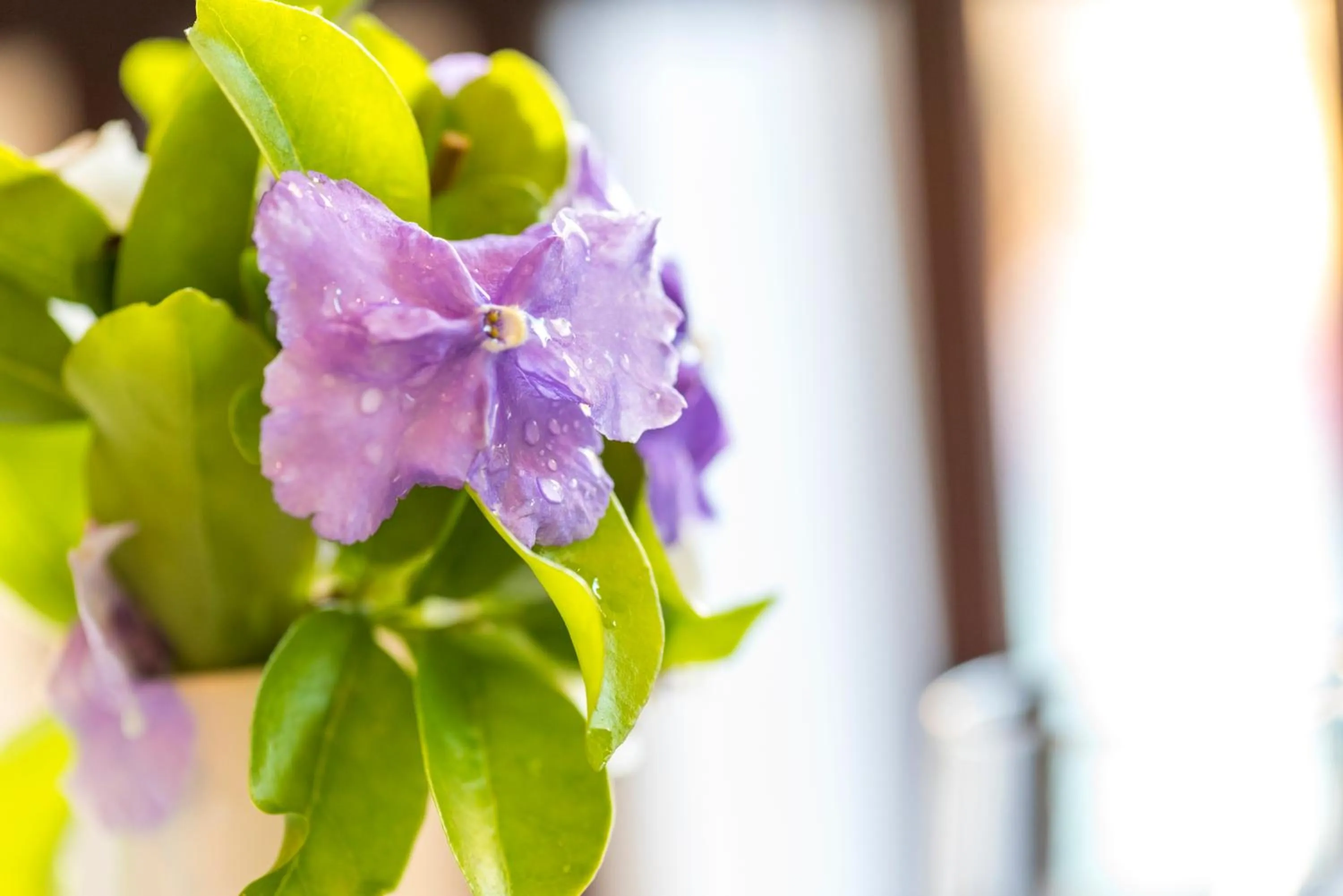 Garden in Kingfisher GuestHouse