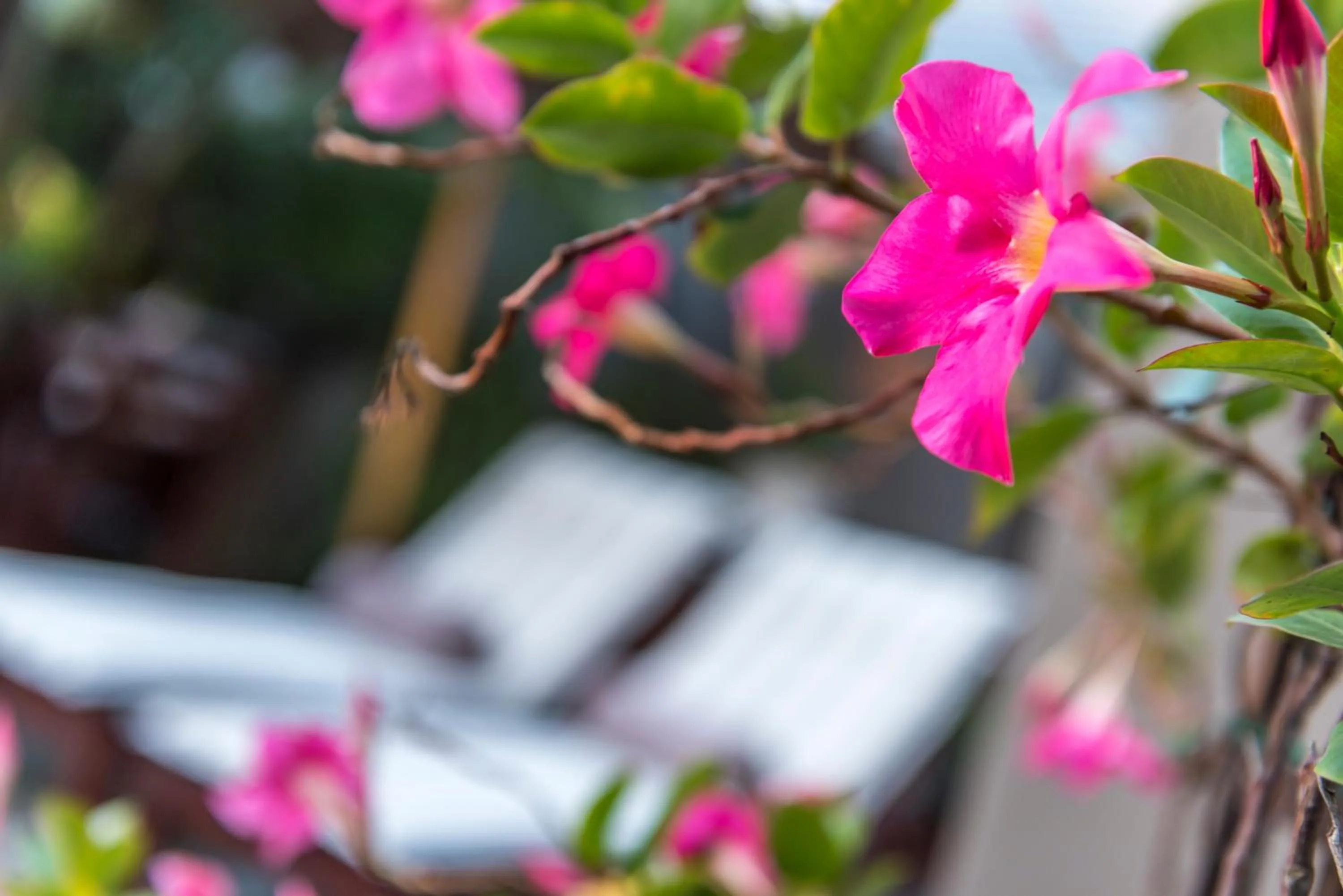 Garden in Kingfisher GuestHouse