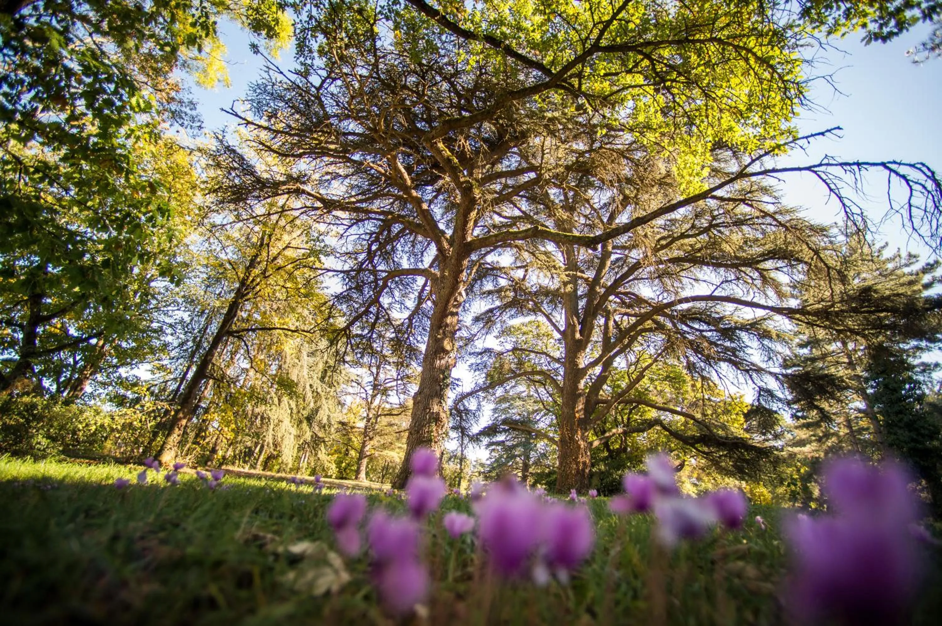 Garden in Best Western Premier Le Domaine de Montjoie