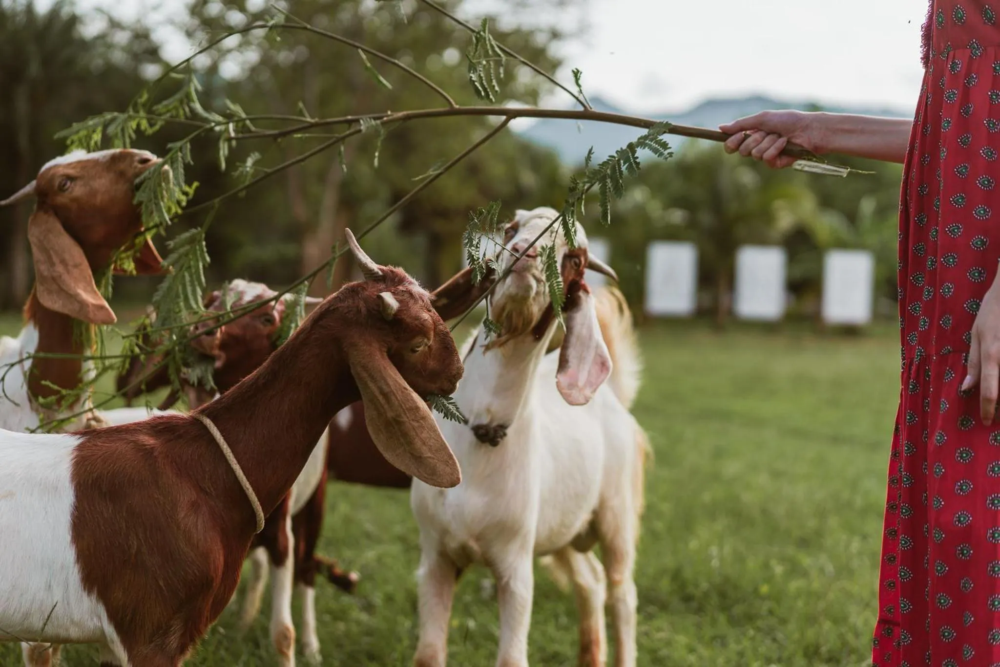 Animals in Baanpufa Resort