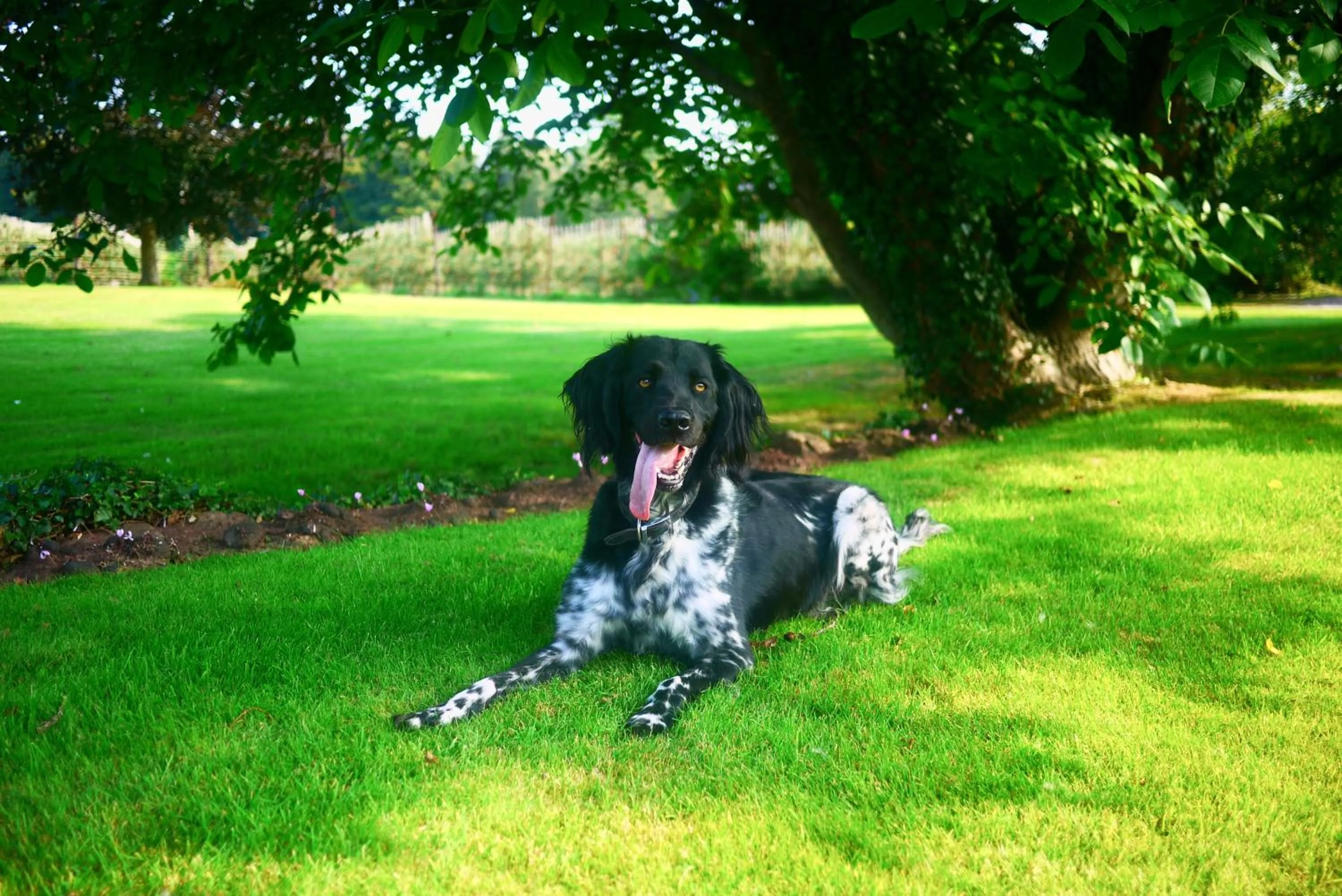 Pets in Glewstone Court Country House Hotel