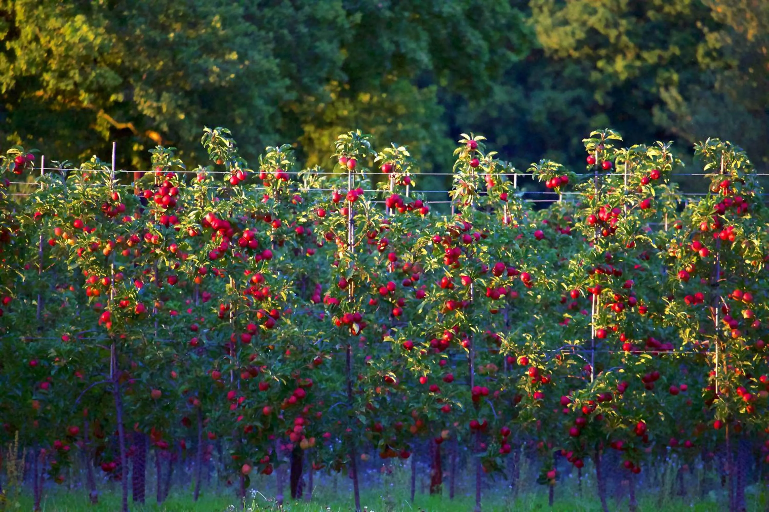Natural landscape in Glewstone Court Country House Hotel