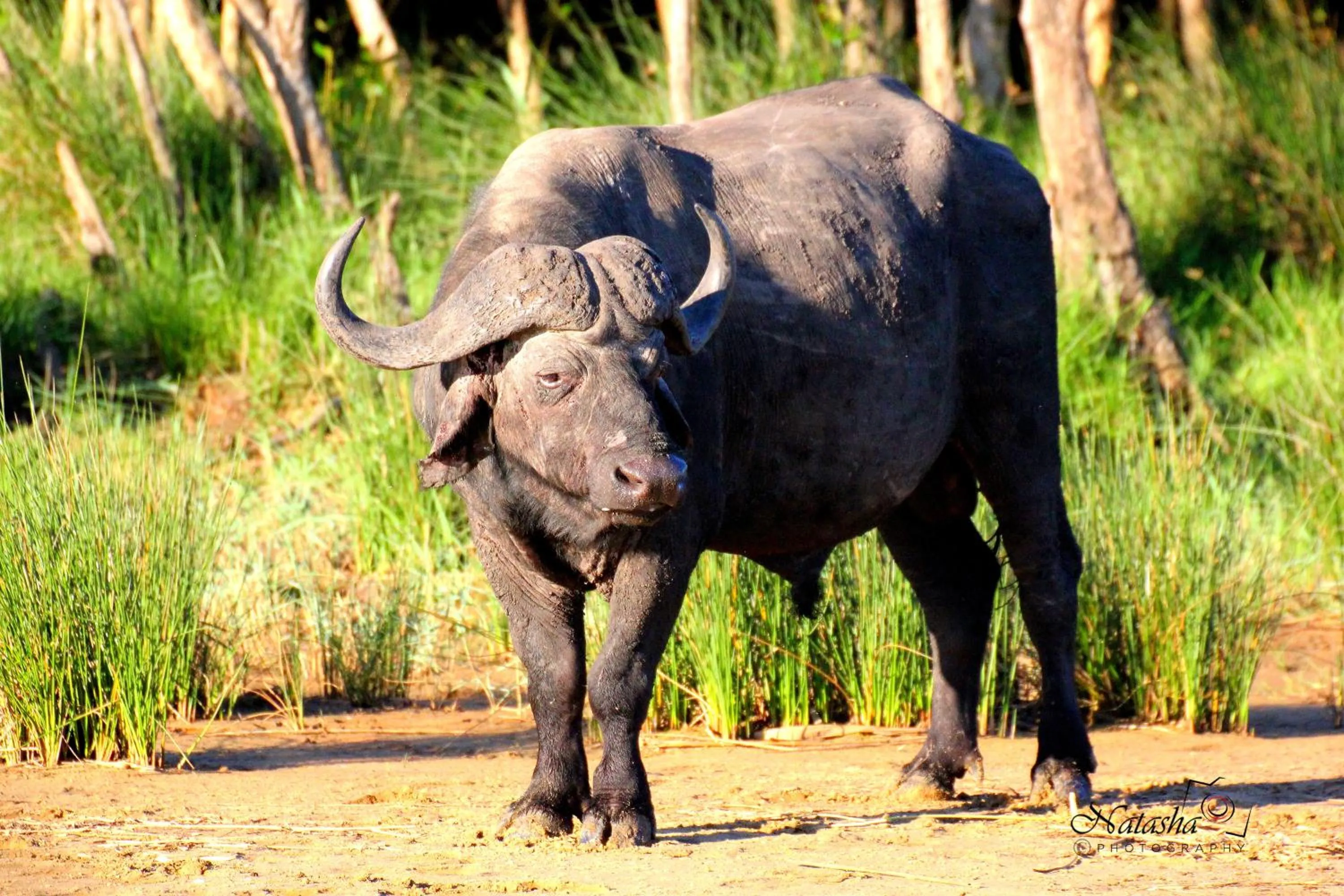 Neighbourhood in The Sandpiper