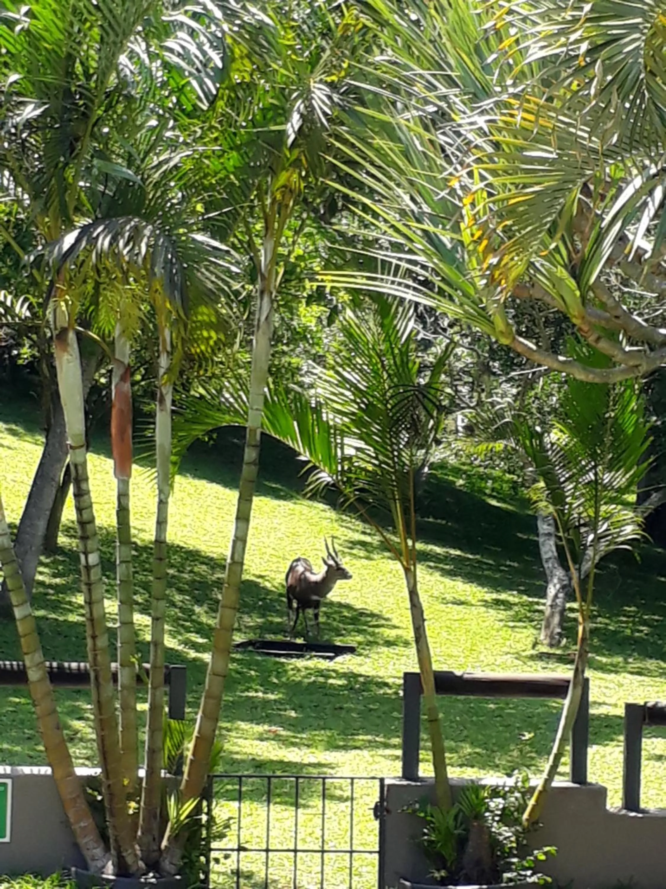 Animals in The Sandpiper