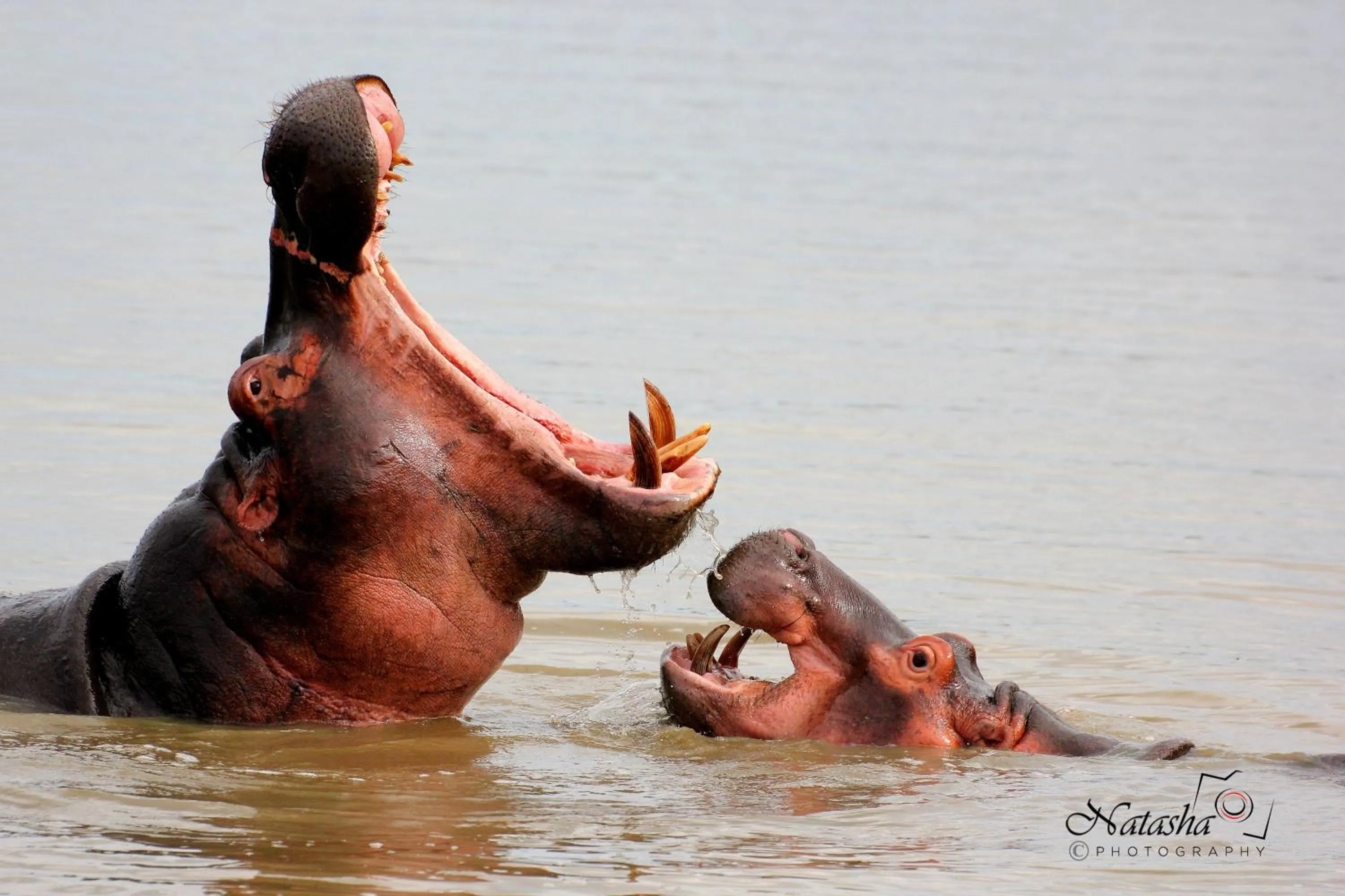 Animals in The Sandpiper