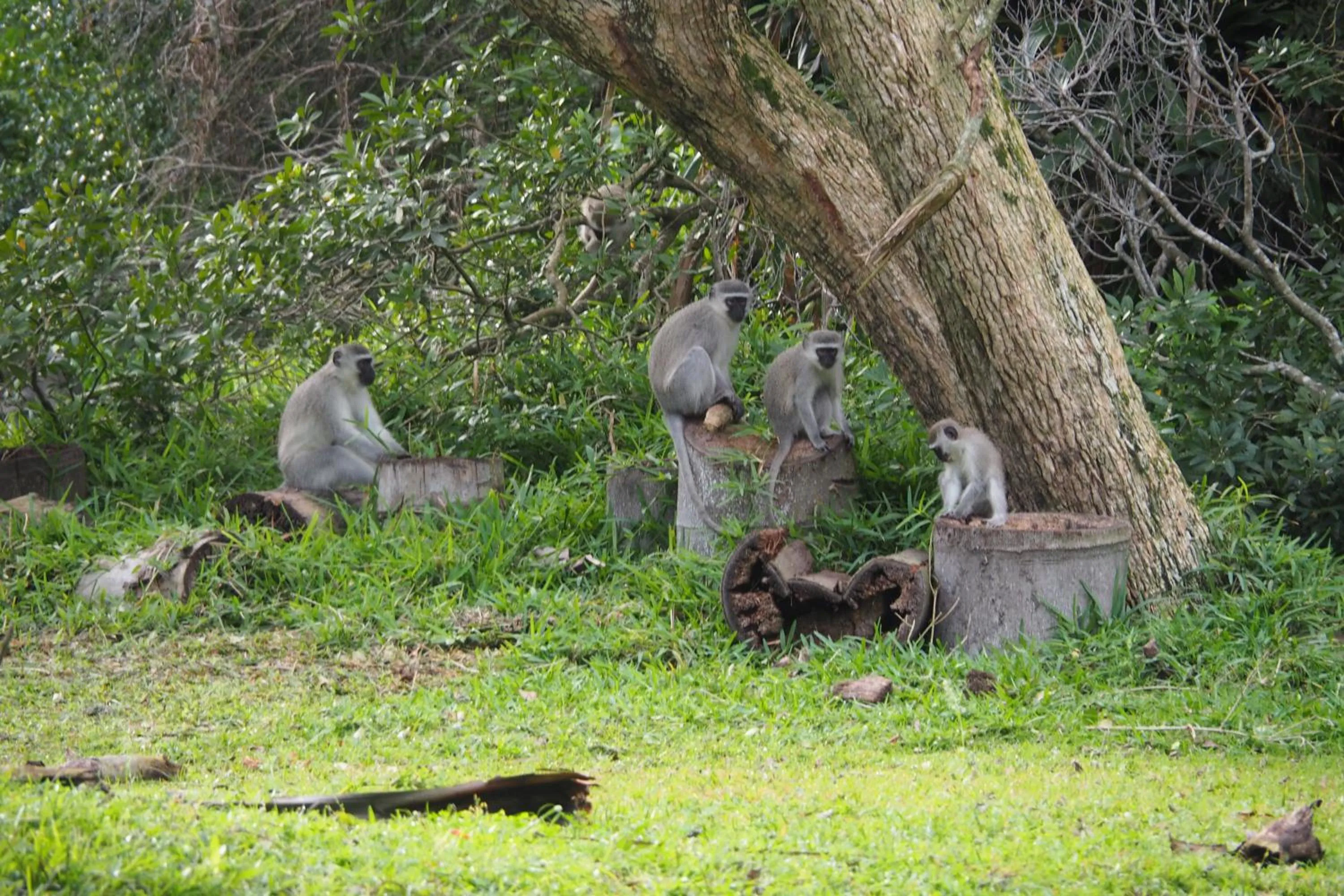 Day in The Sandpiper