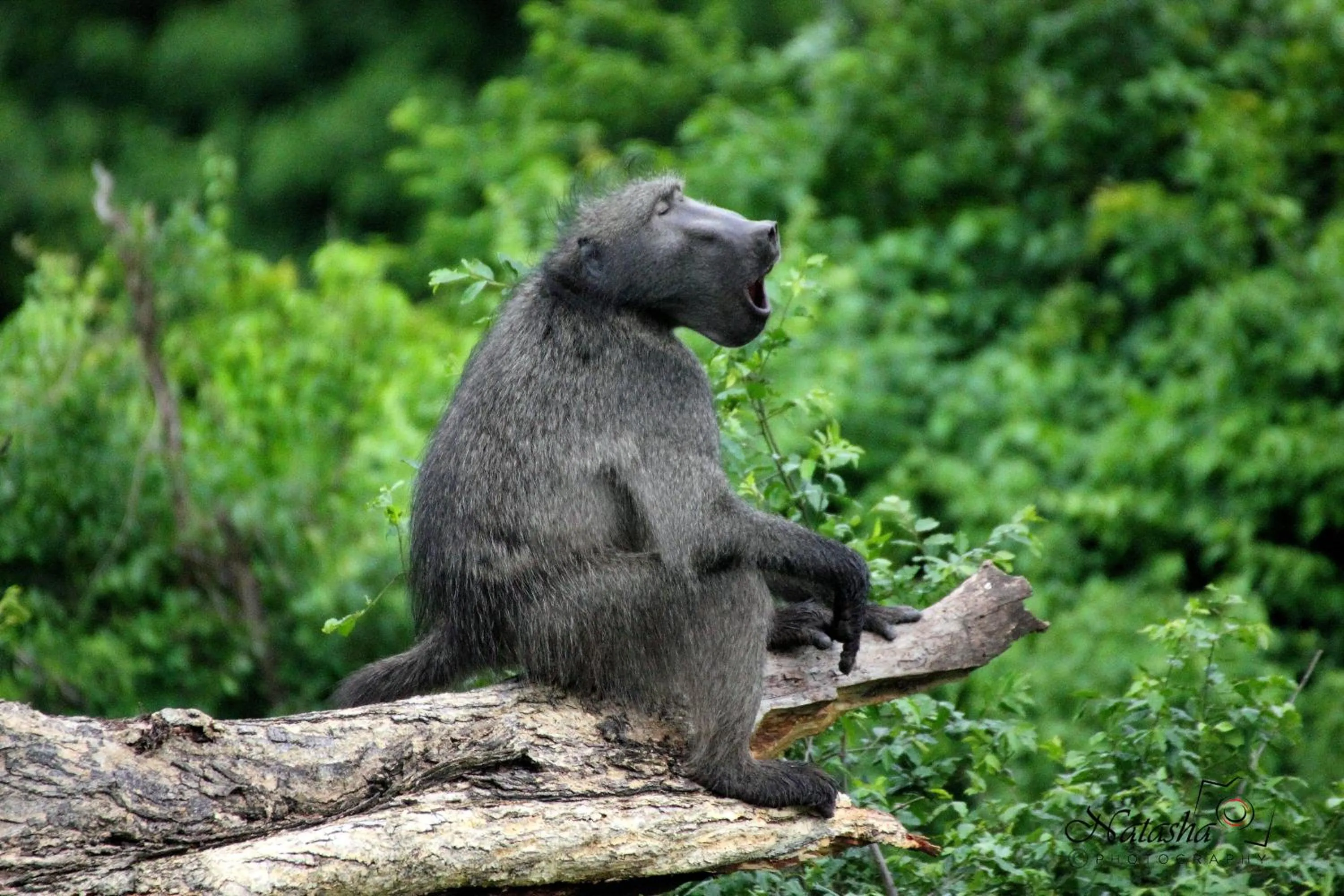 Neighbourhood in The Sandpiper