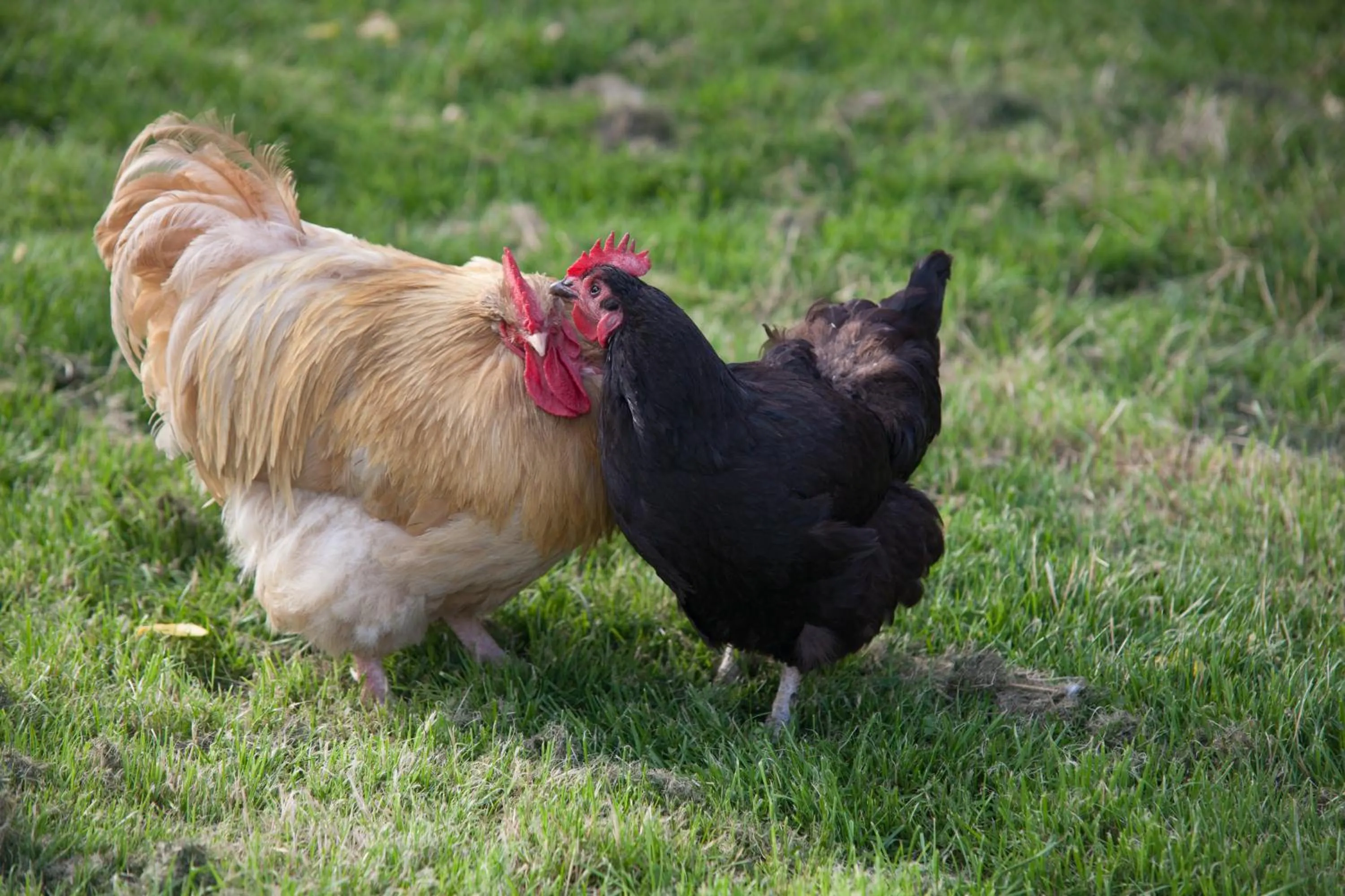Property building in Oakerthorpe Holiday Village