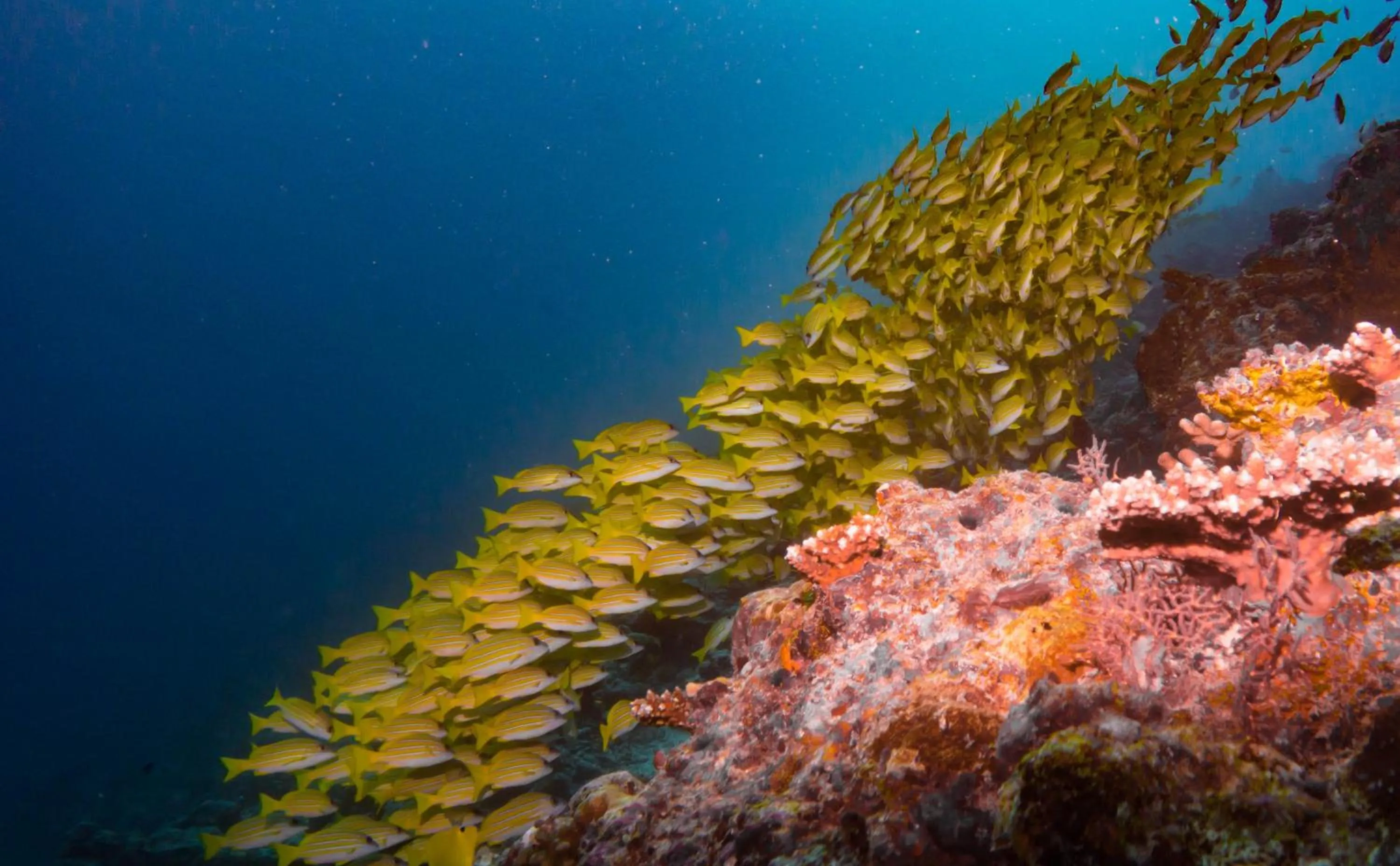 Snorkeling in Shamar Guesthouse & Dive