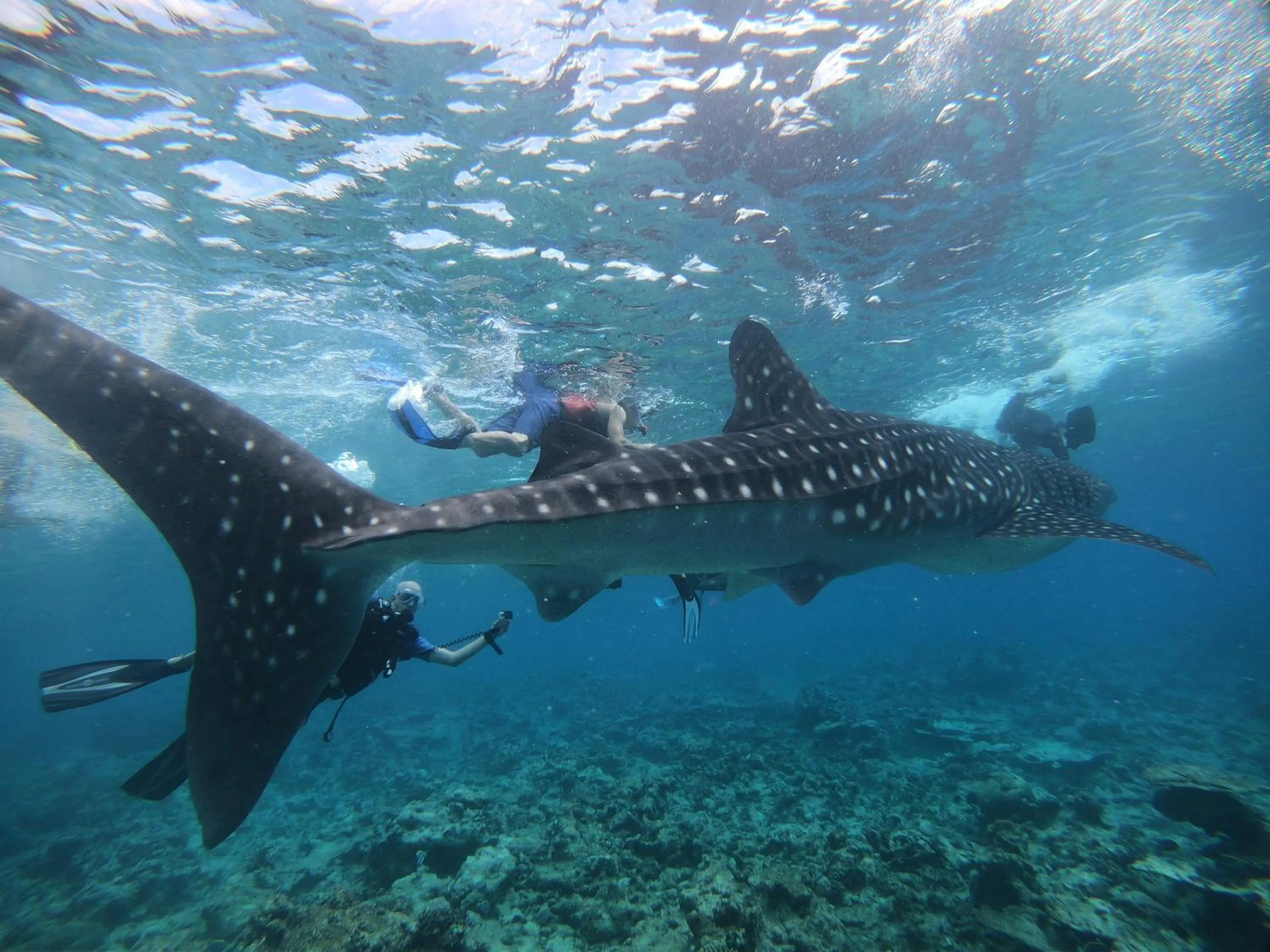 Staff in Shamar Guesthouse & Dive