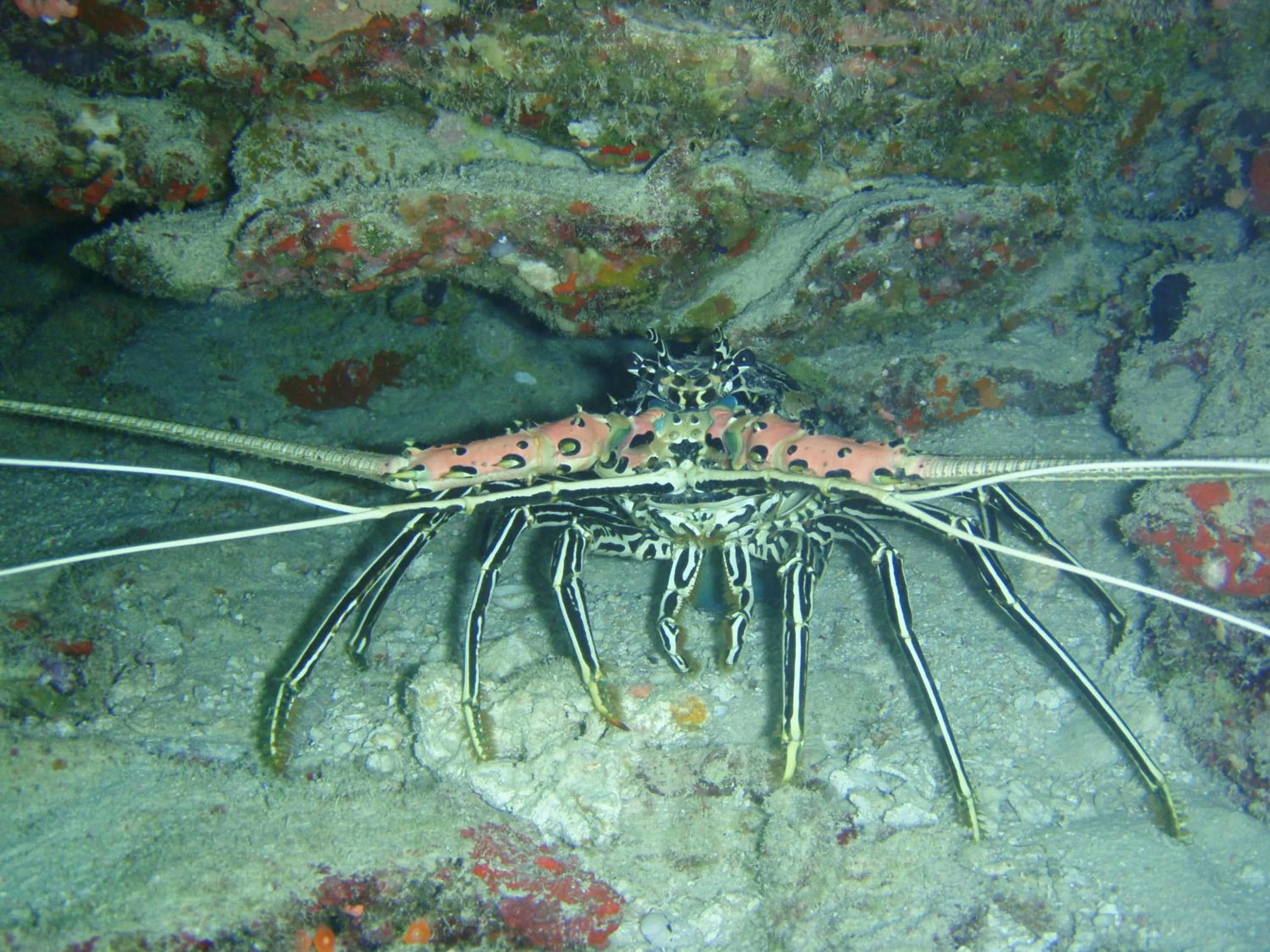 Spring in Shamar Guesthouse & Dive