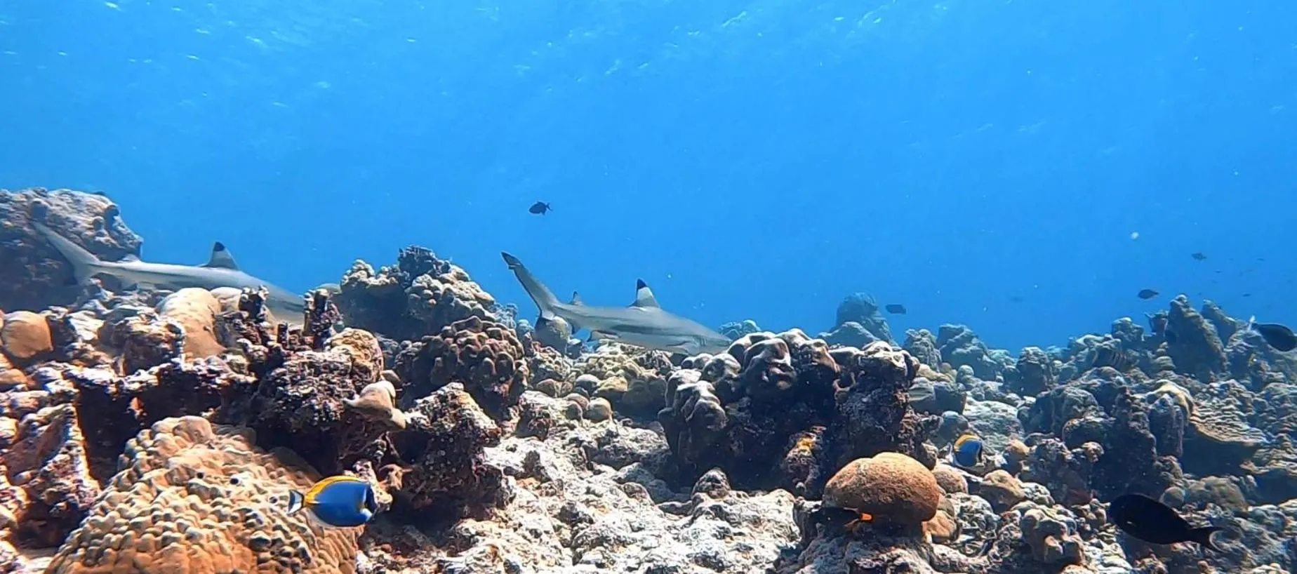 Shamar Guesthouse & Dive