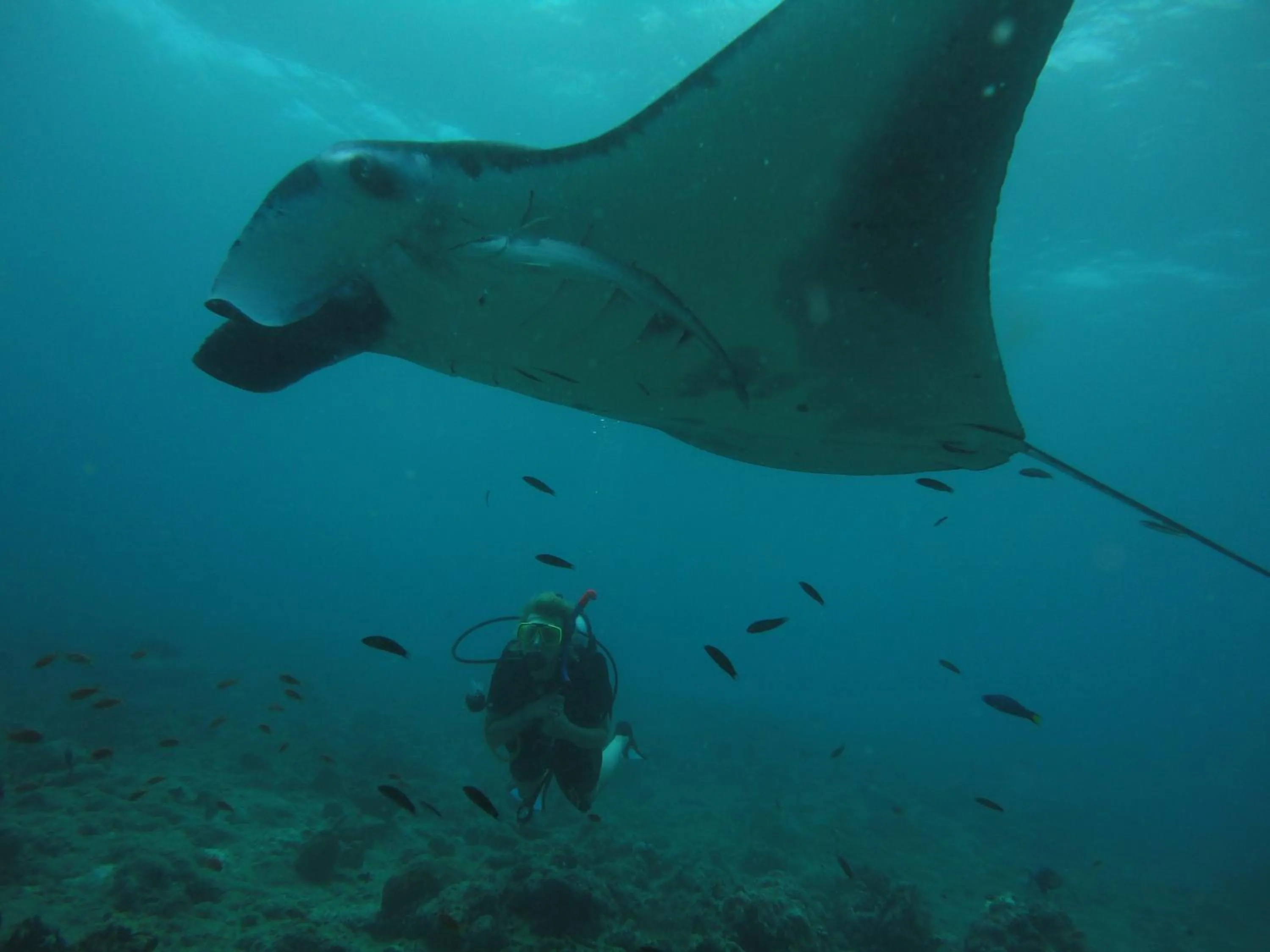 Diving in Shamar Guesthouse & Dive