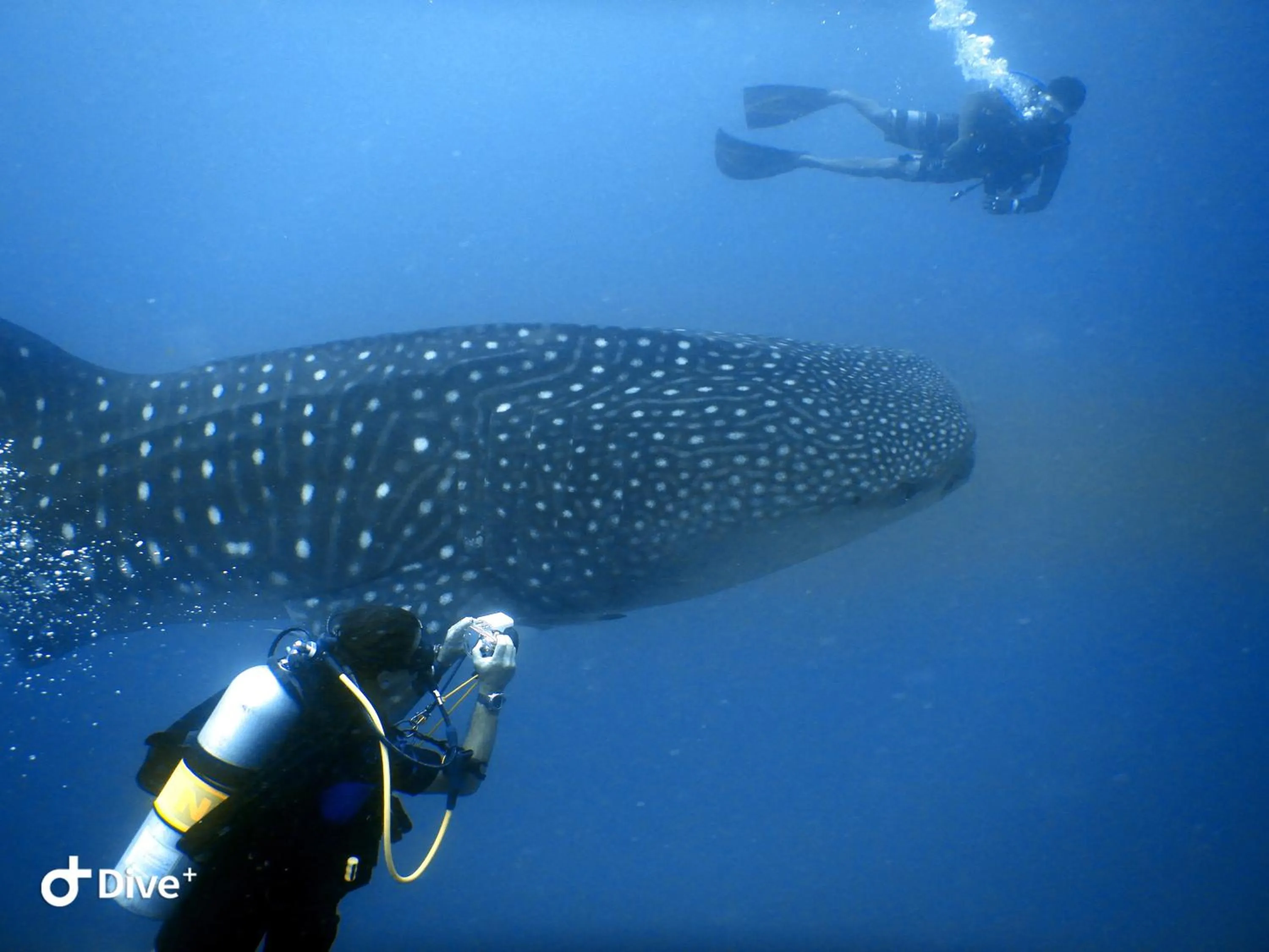 Diving in Shamar Guesthouse & Dive