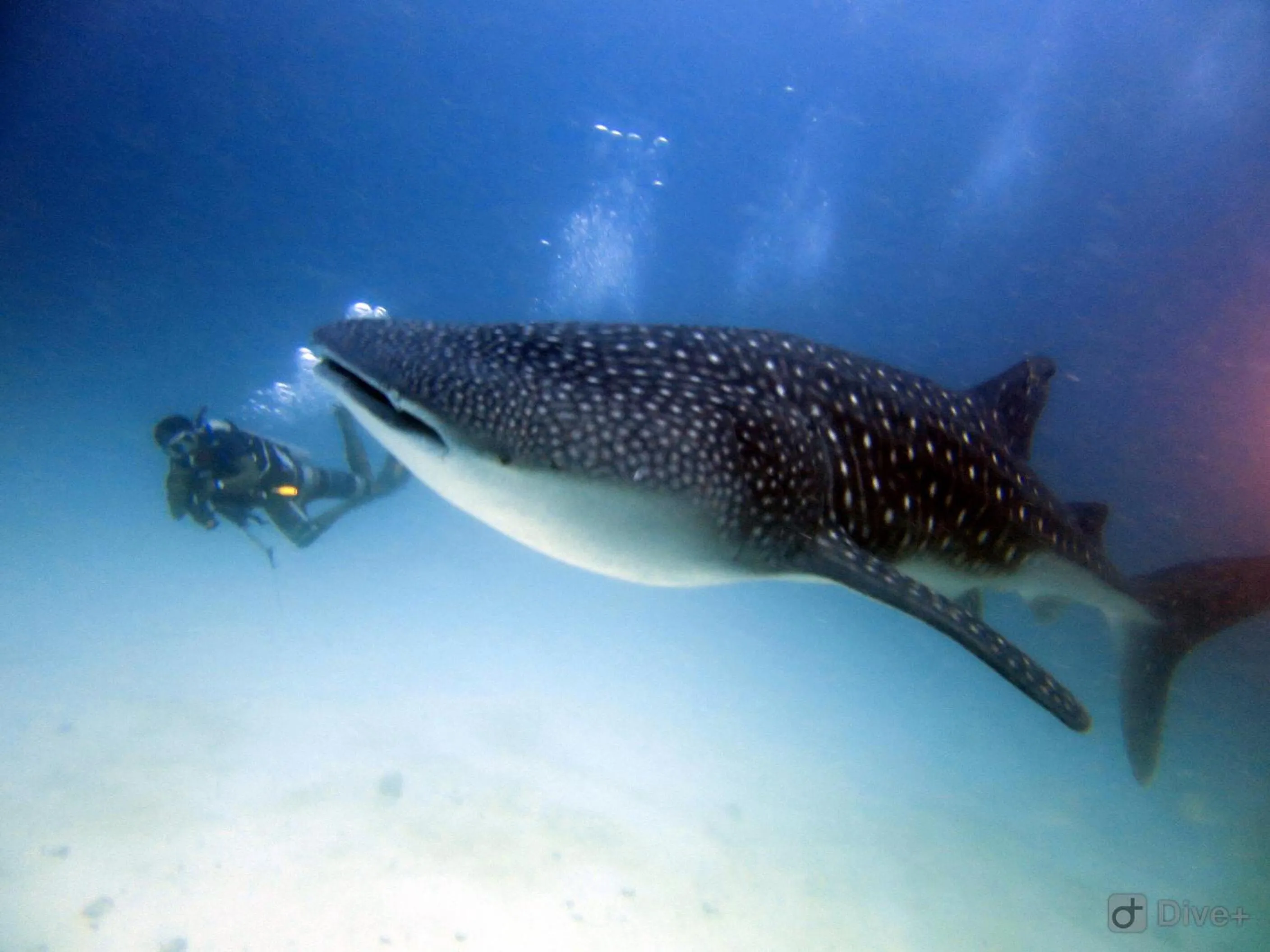 Off site in Shamar Guesthouse & Dive
