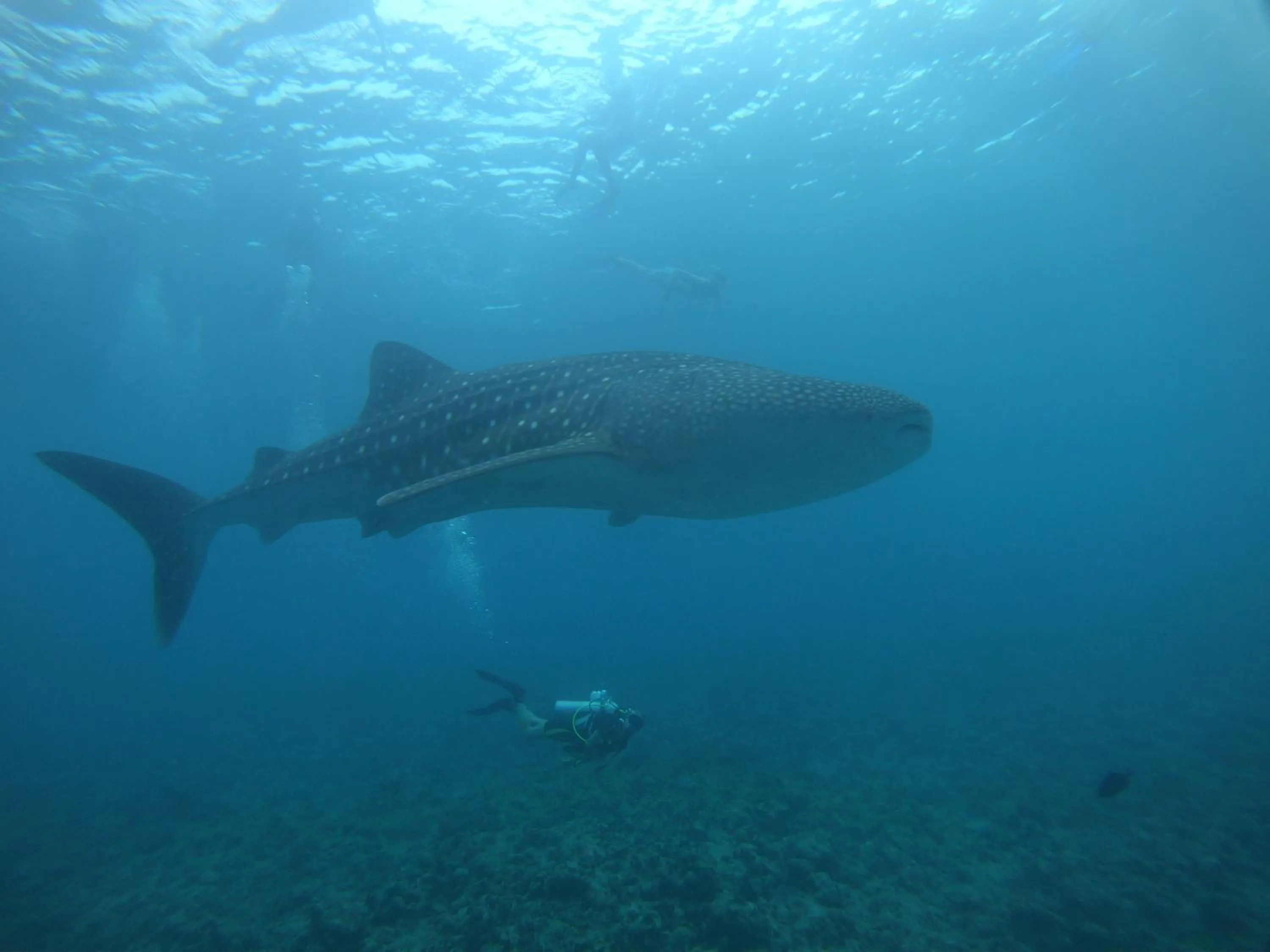 Spring in Shamar Guesthouse & Dive