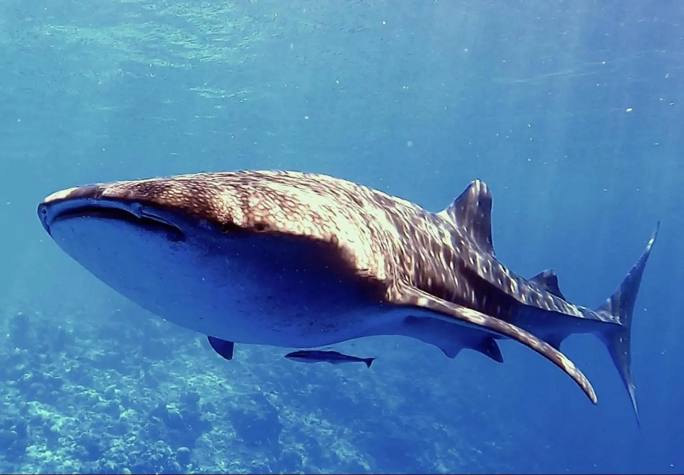 Shamar Guesthouse & Dive