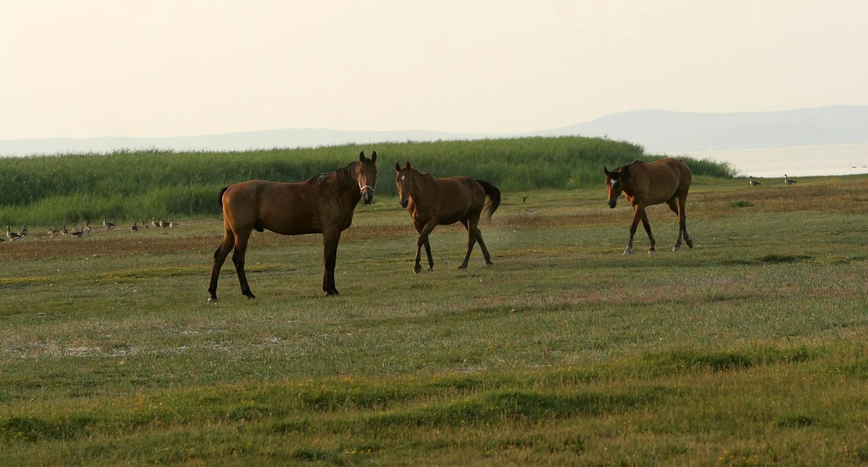 Animals in Georgshof