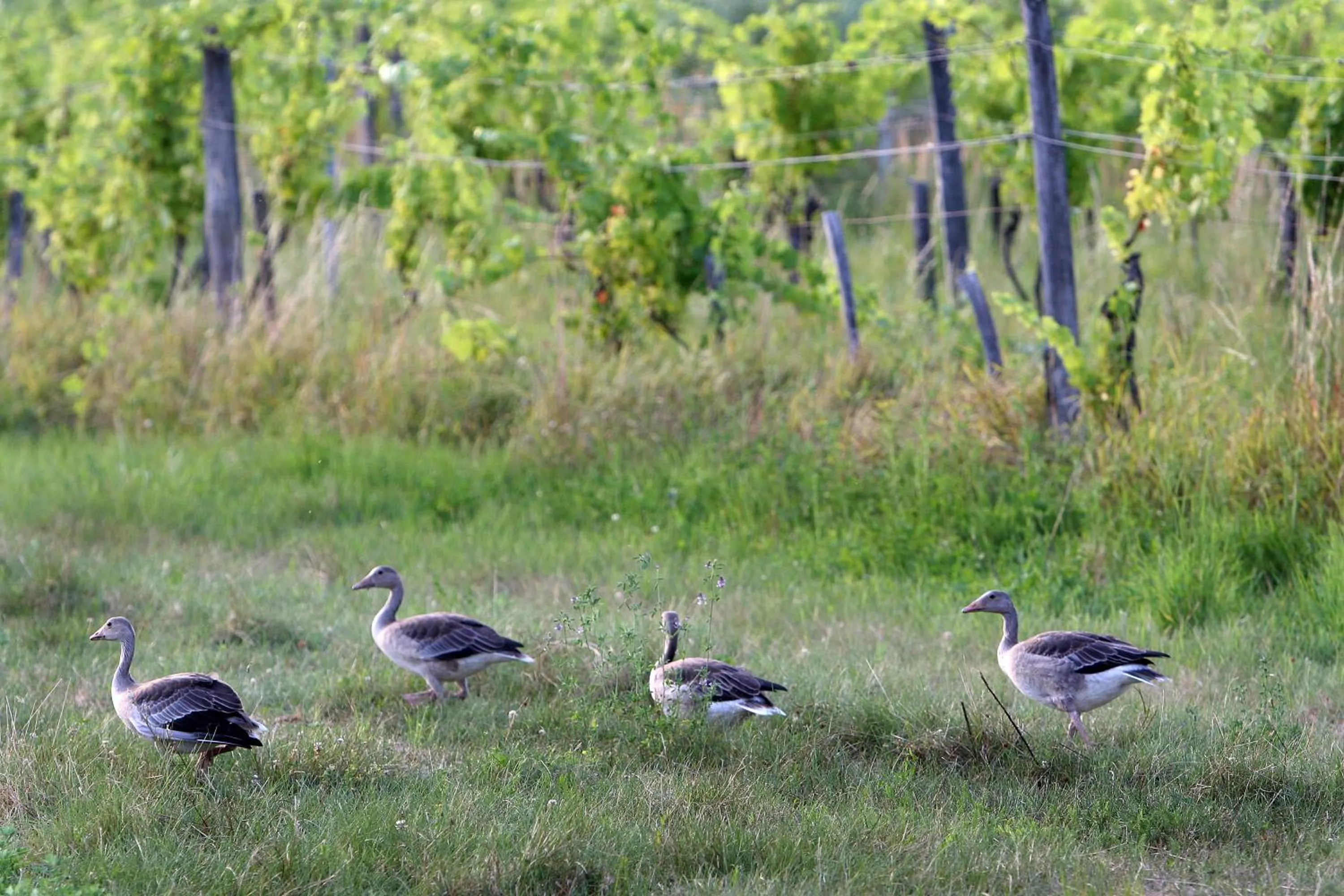 Animals in Georgshof
