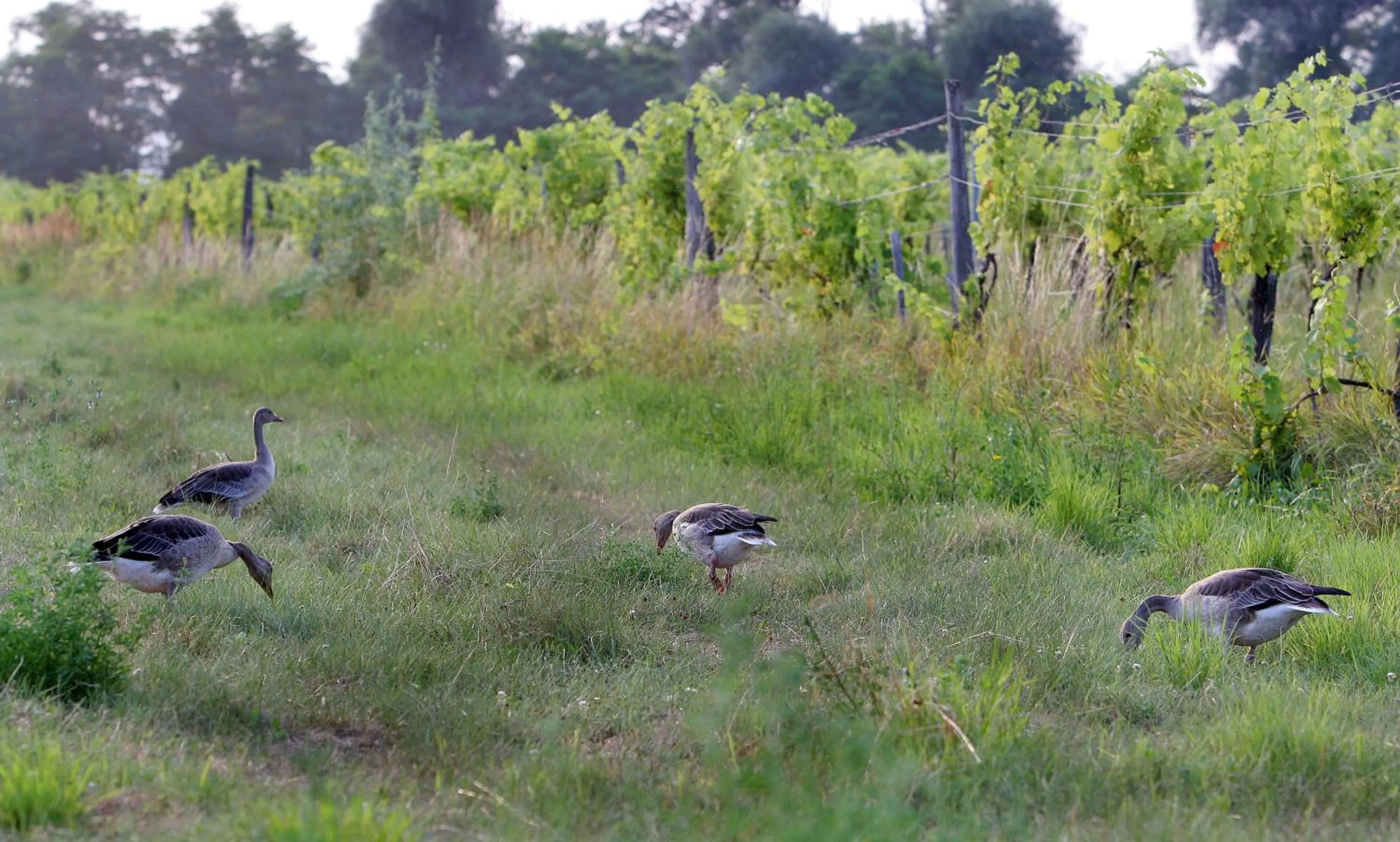 Animals in Georgshof