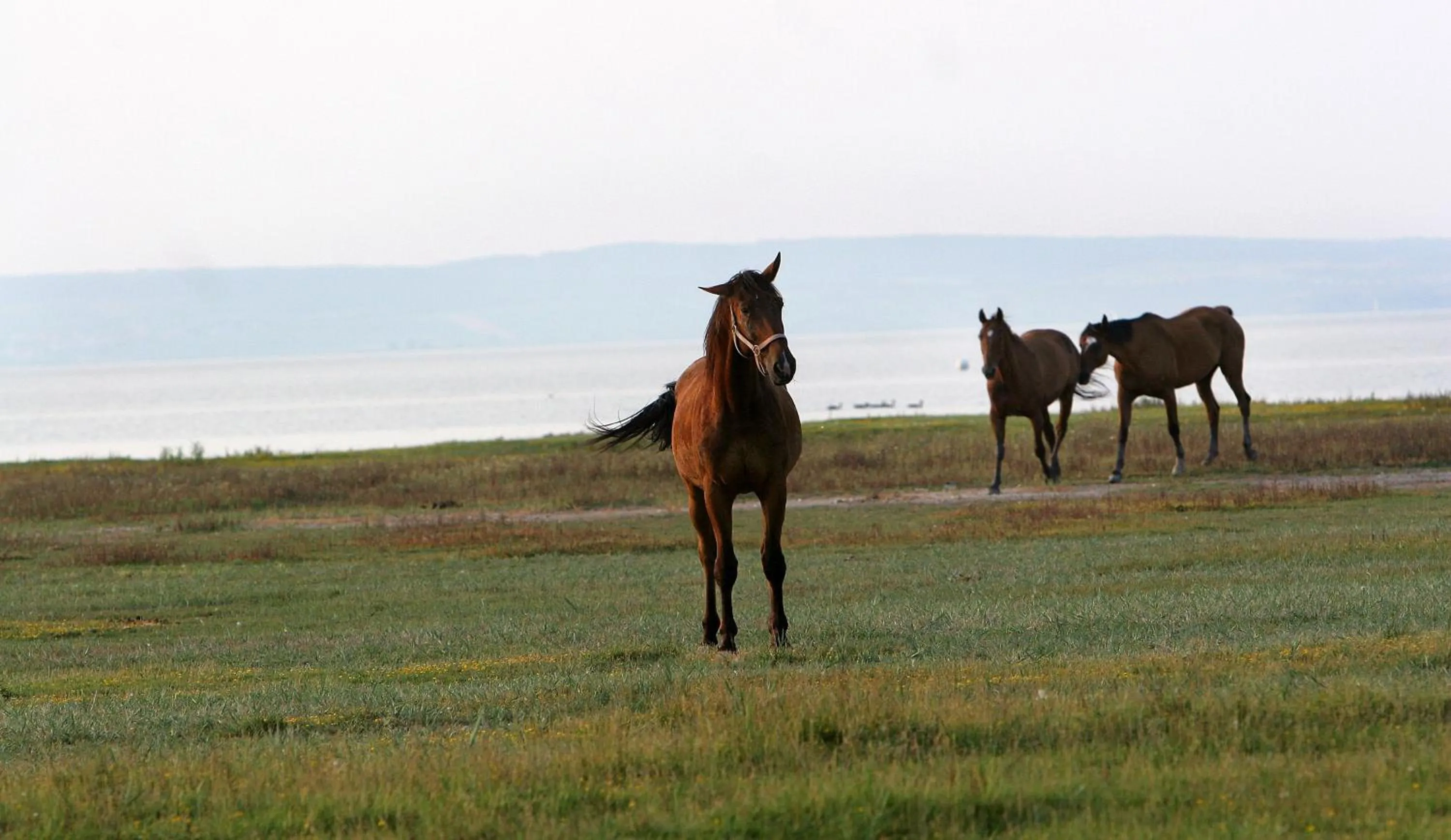 Animals in Georgshof