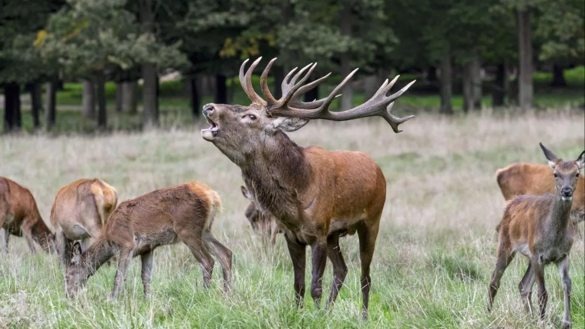 Activities in Ardennes Woods
