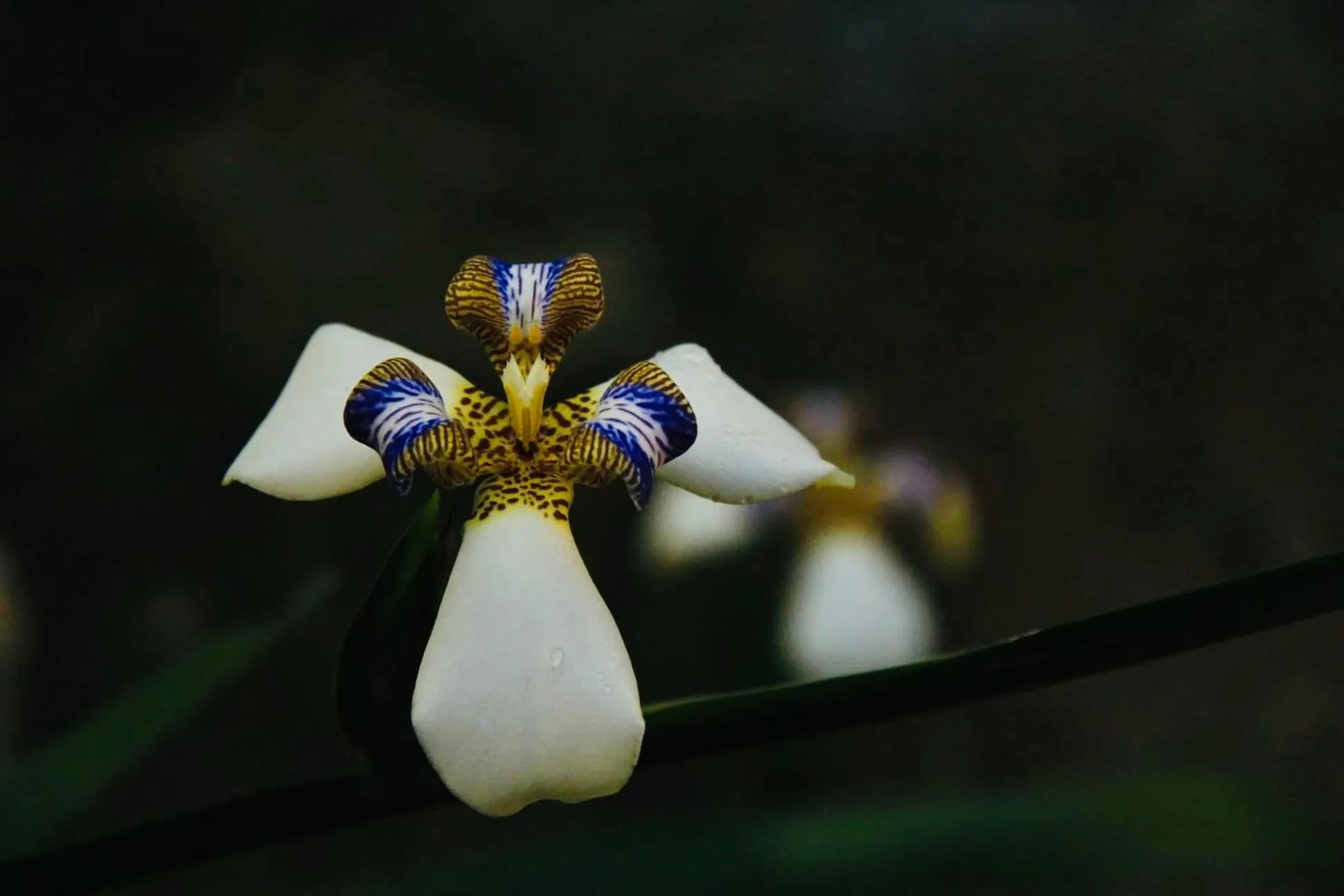 Garden in Pousada Nascente do Sol