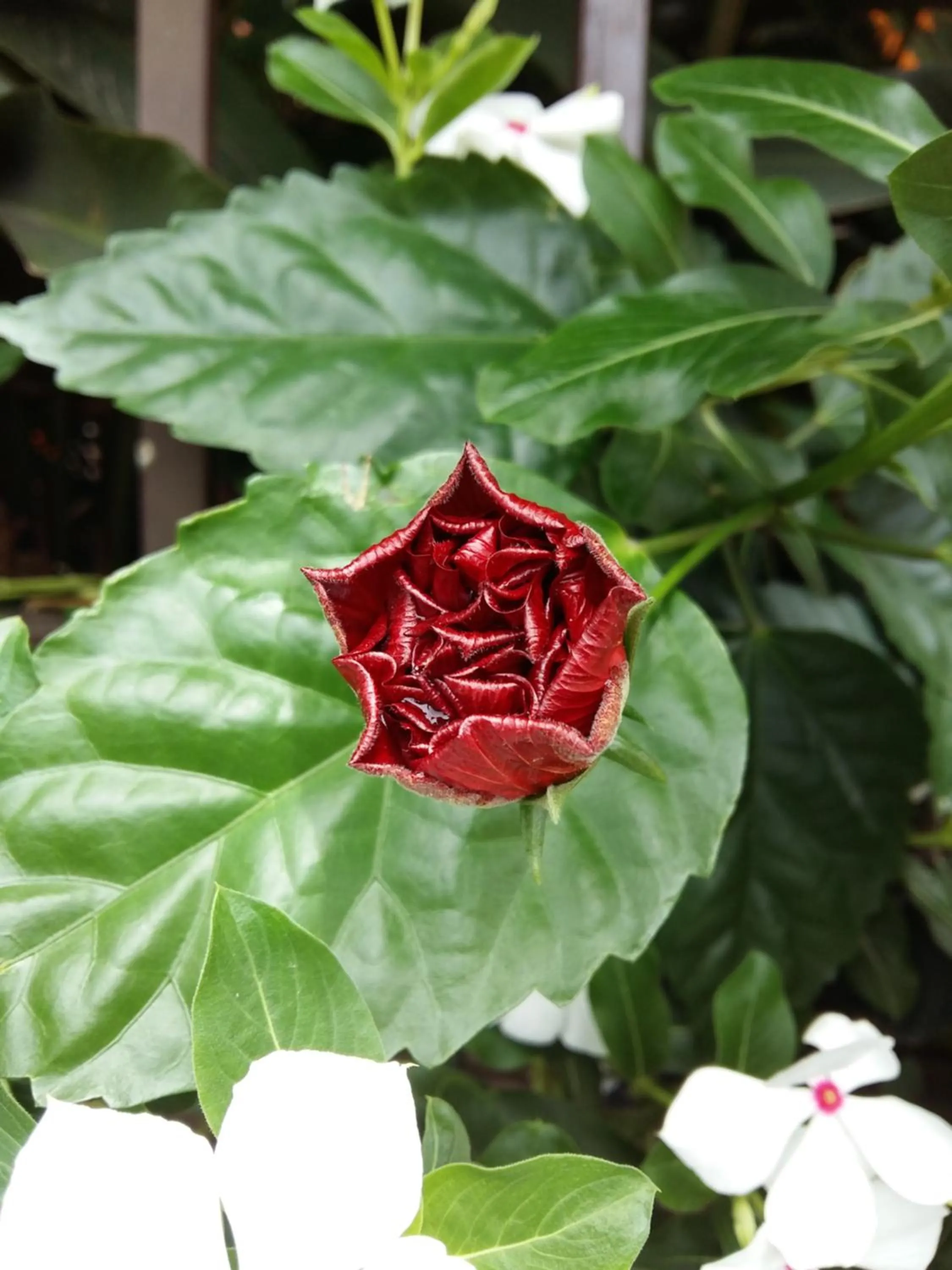 Decorative detail in Sun Havens Apartments & Suites