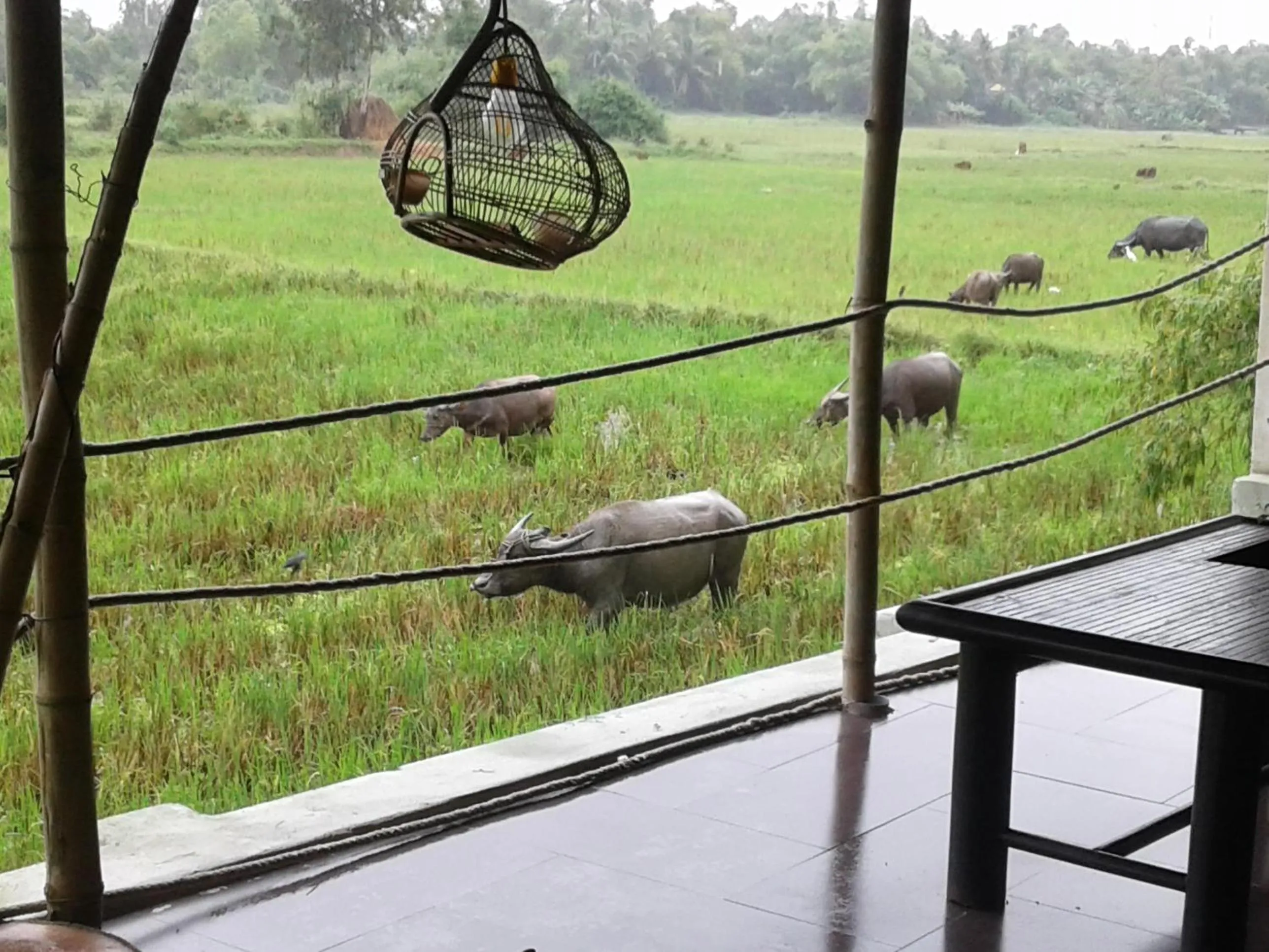 Animals in La Terrazza