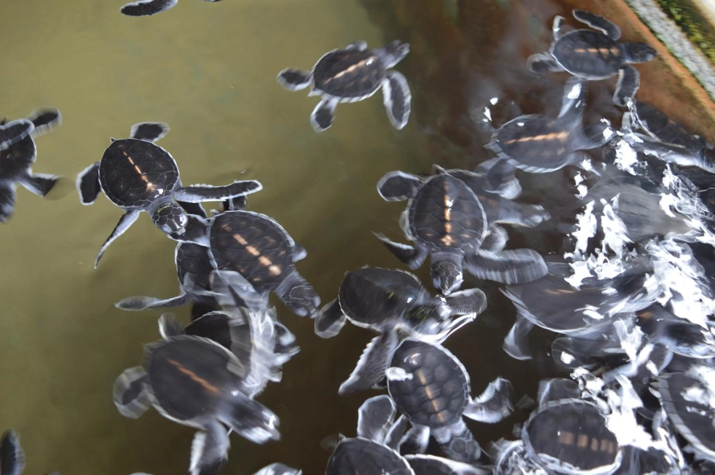 Aqua park in FEEL Beach Apartments