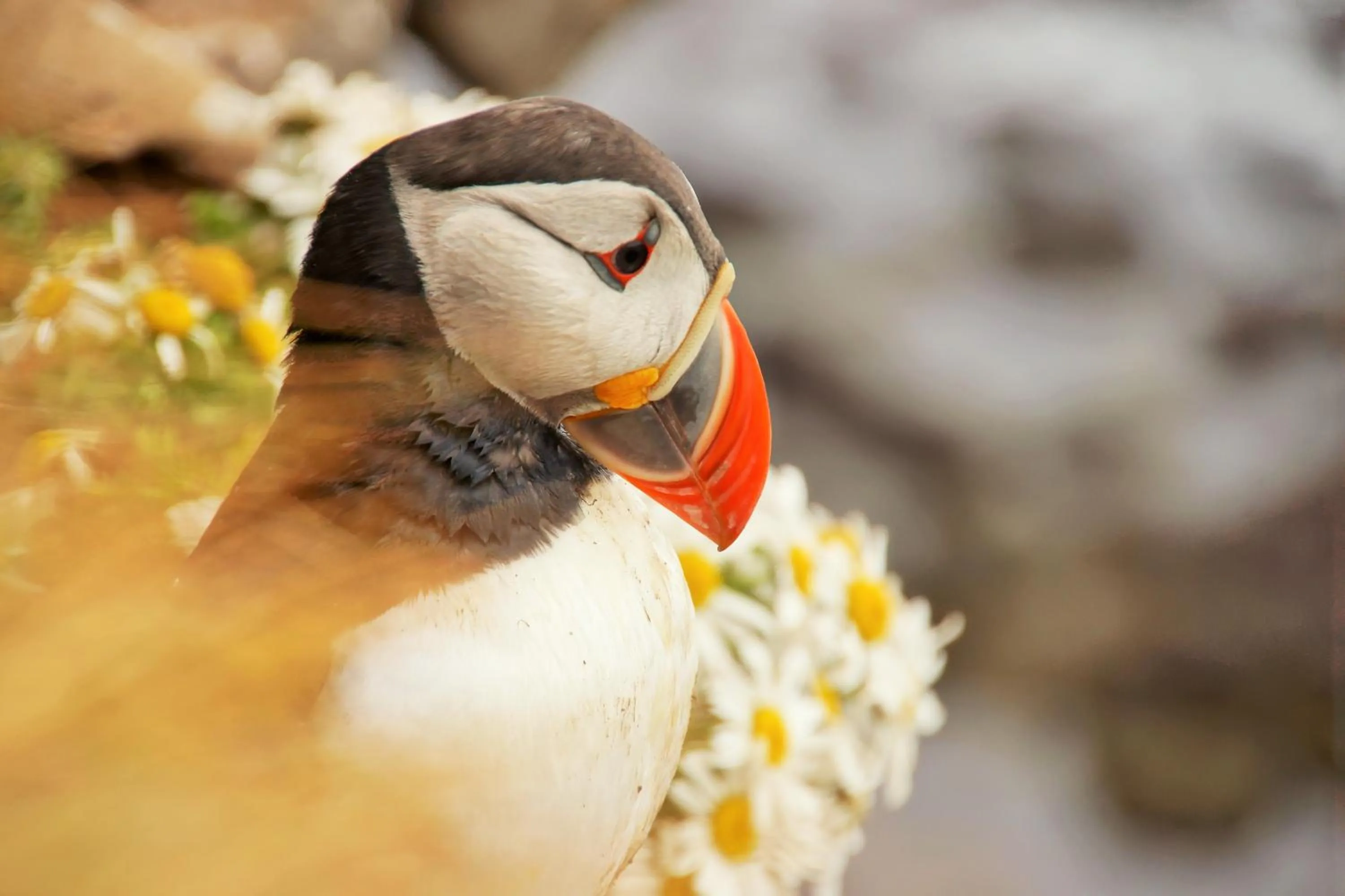Animals in Hótel Fransiskus Stykkishólmi