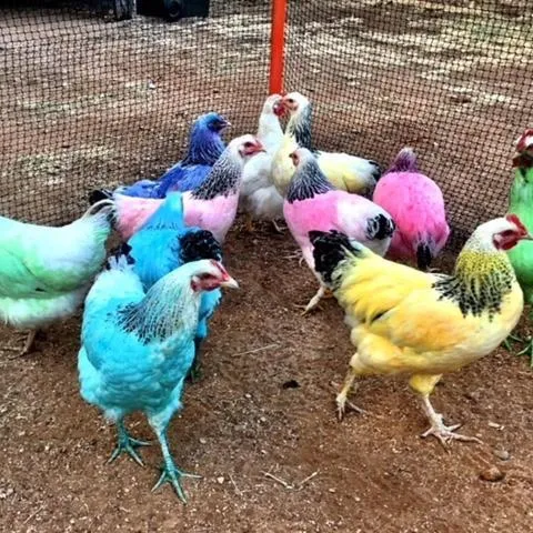 Evening entertainment in Royal Carrangarra Hotel