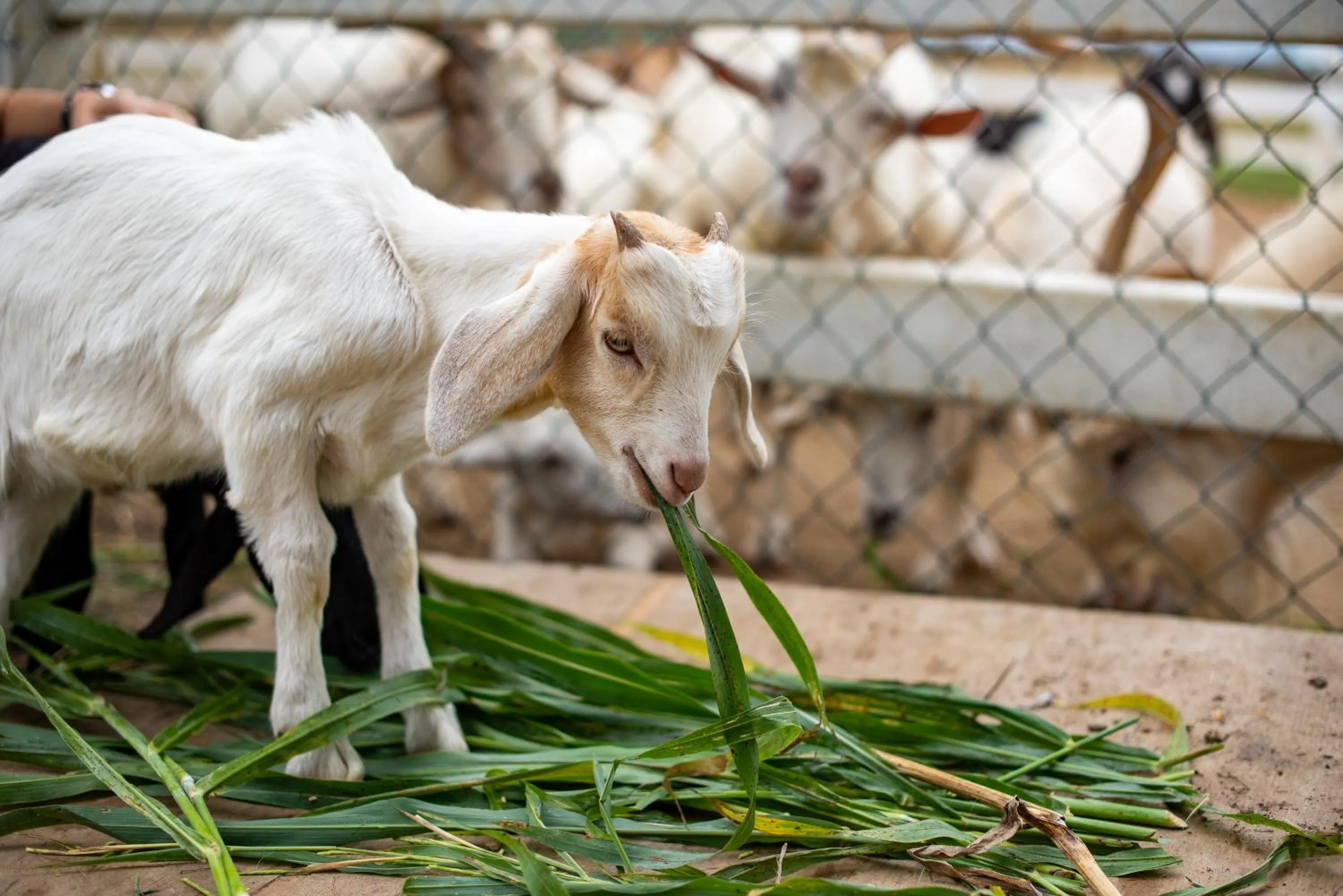 Animals in Mövenpick Resort Khao Yai