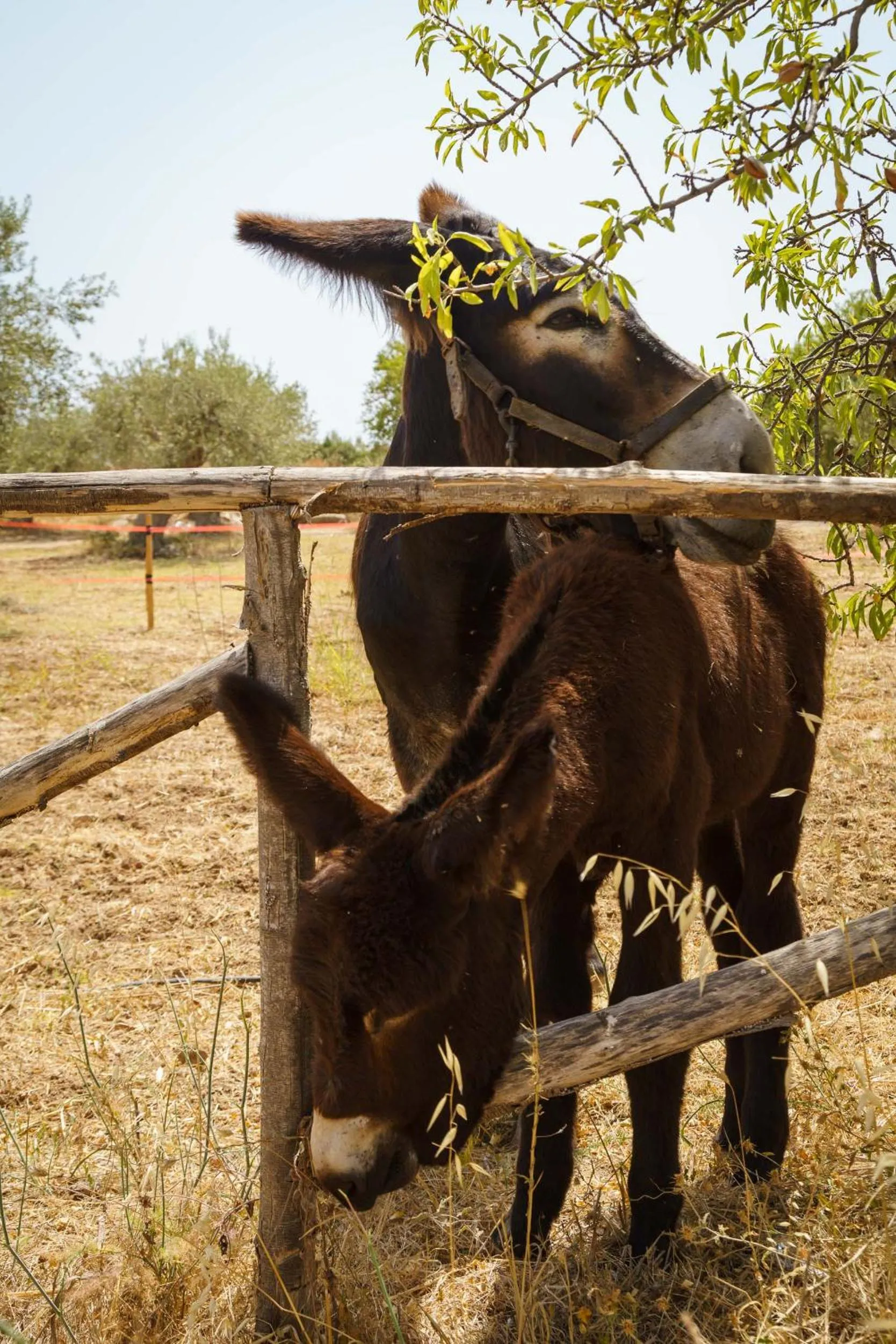 Pets in Zahir Country House Boutique Hotel