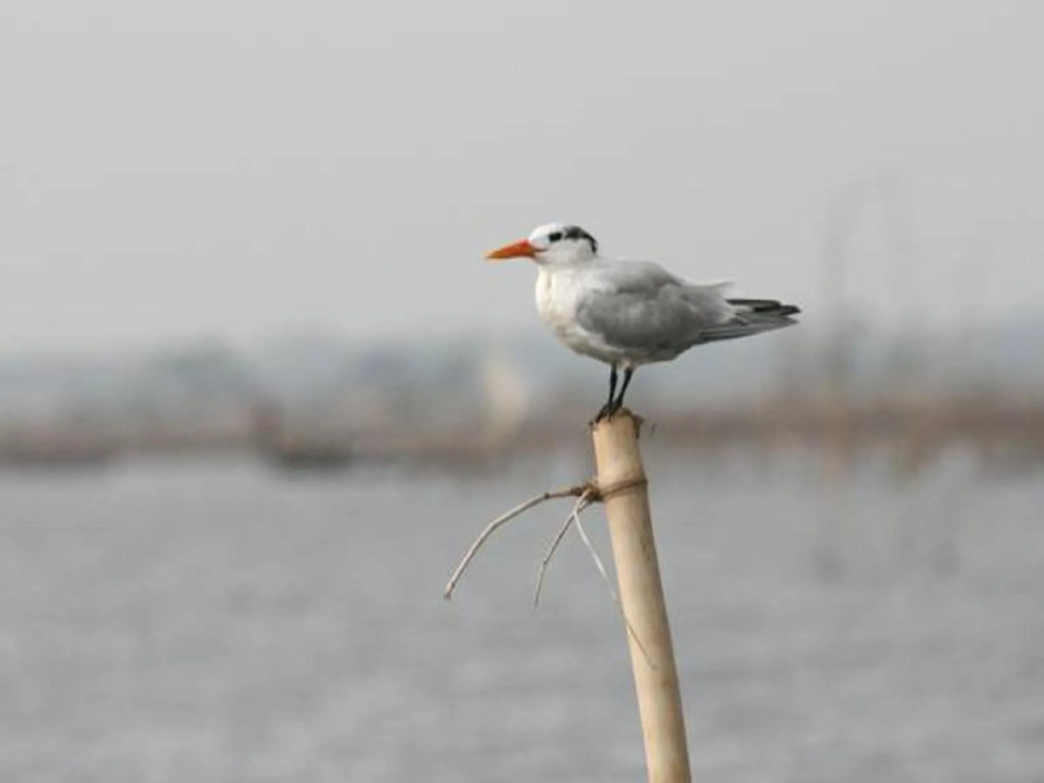 Hotel Germain - Ganvié Holiday Resort