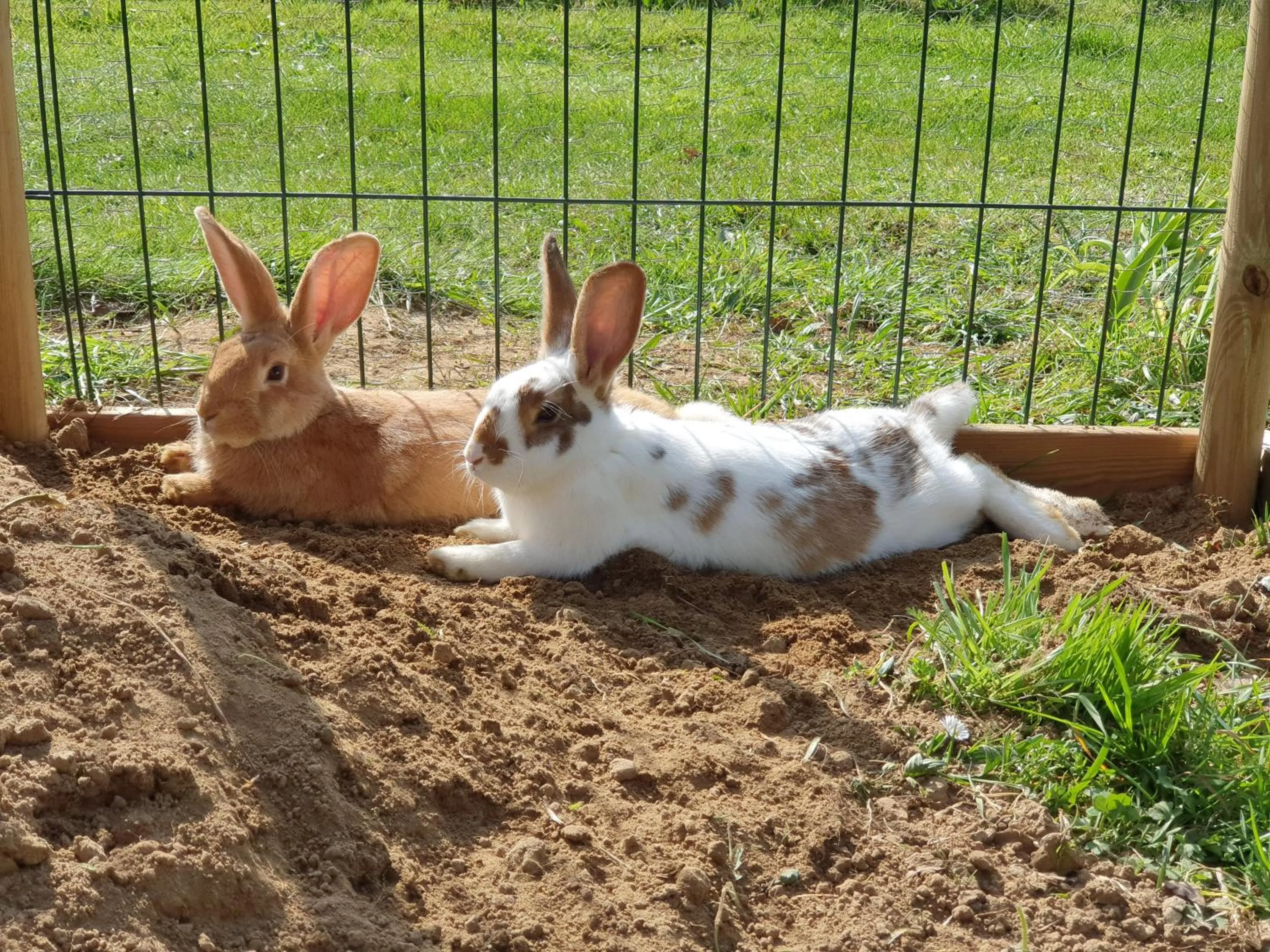 Animals in Les Filolies