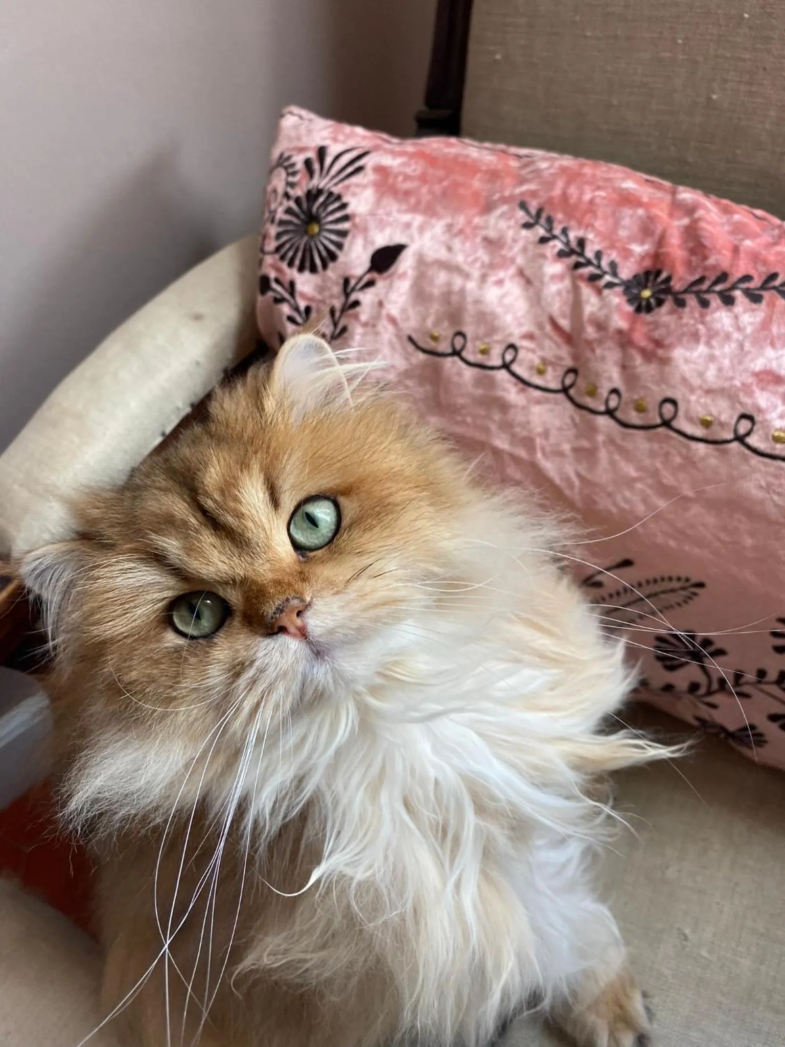 Pets in Le logis blanc bed&breakfast