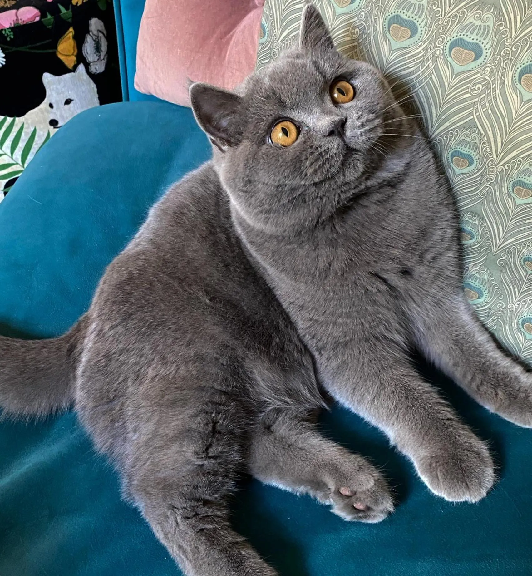 Pets in Le logis blanc bed&breakfast