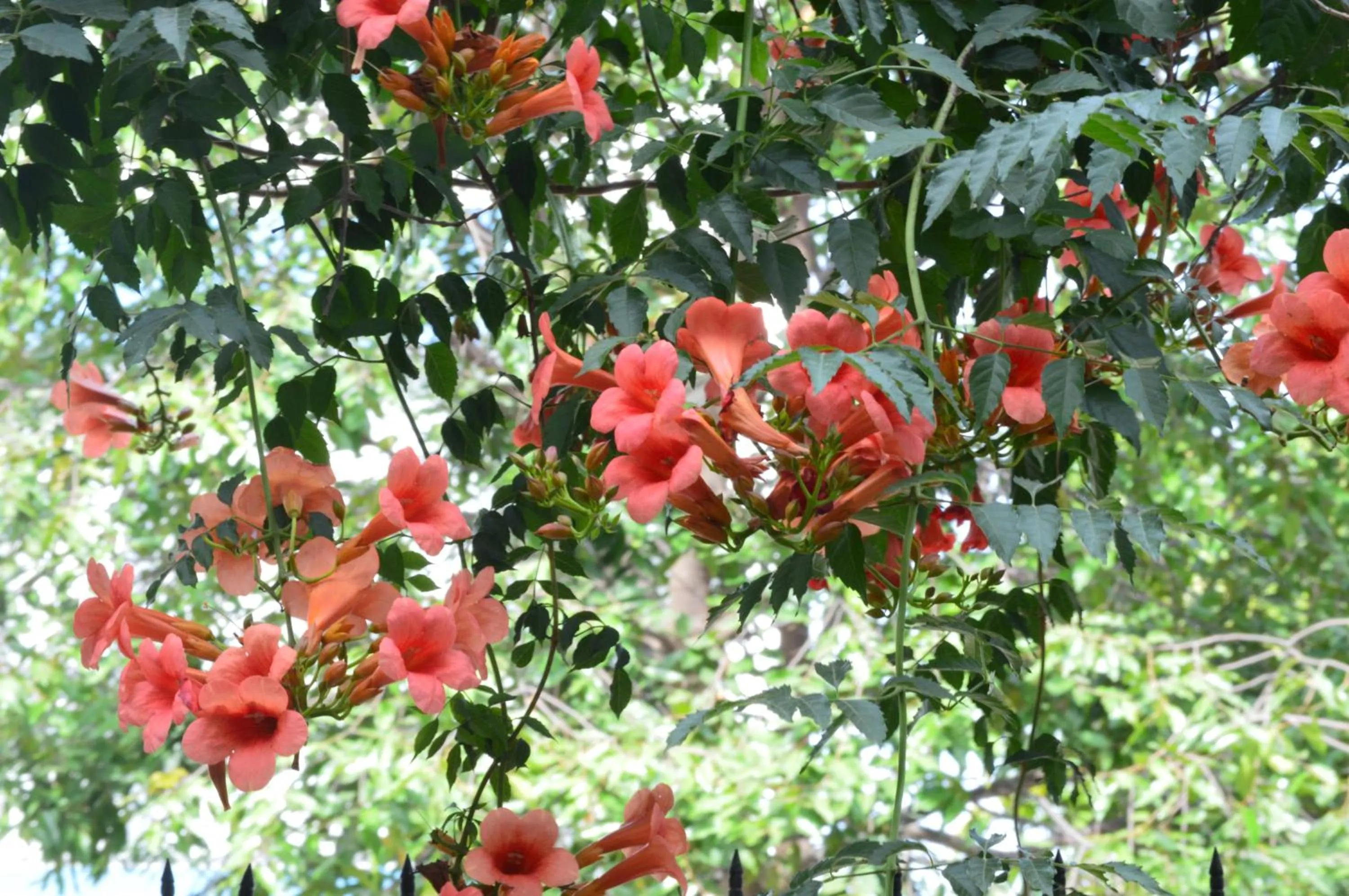 Property building in The House 36