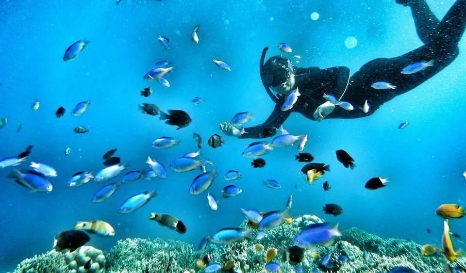 Diving in Moalboal Tropics