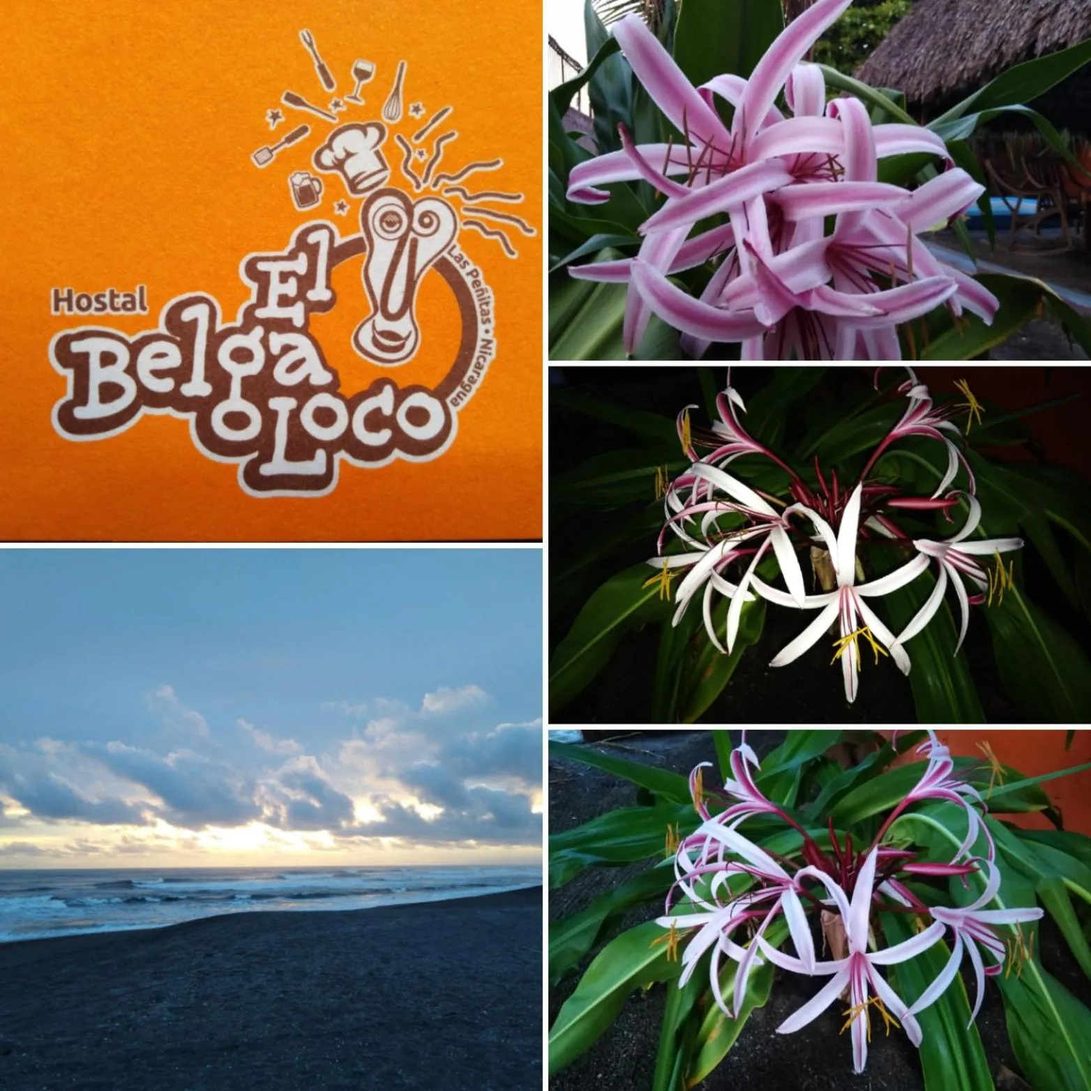 Logo/Certificate/Sign in El Belga Loco