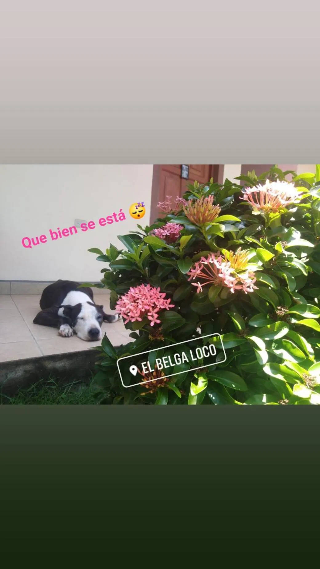 Property building in El Belga Loco