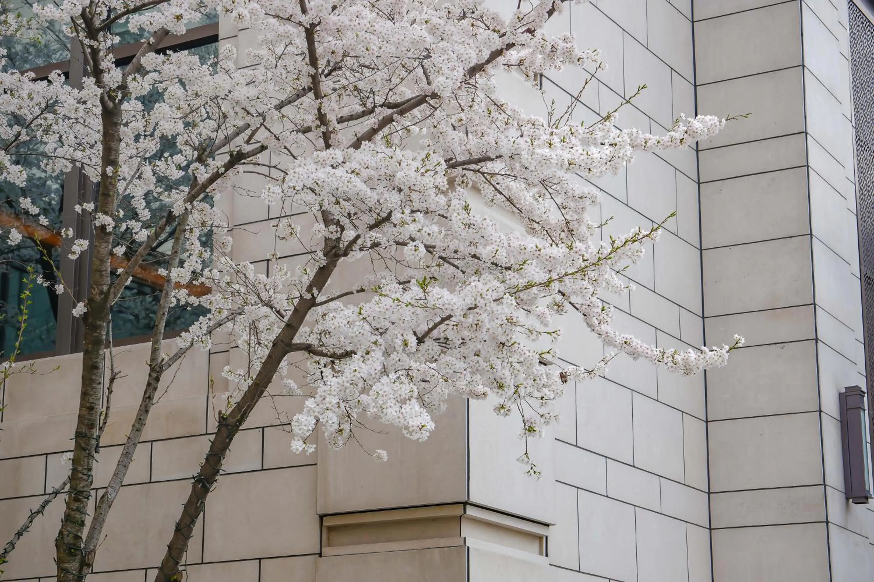 Spring in Midtown Shangri-La, Hangzhou