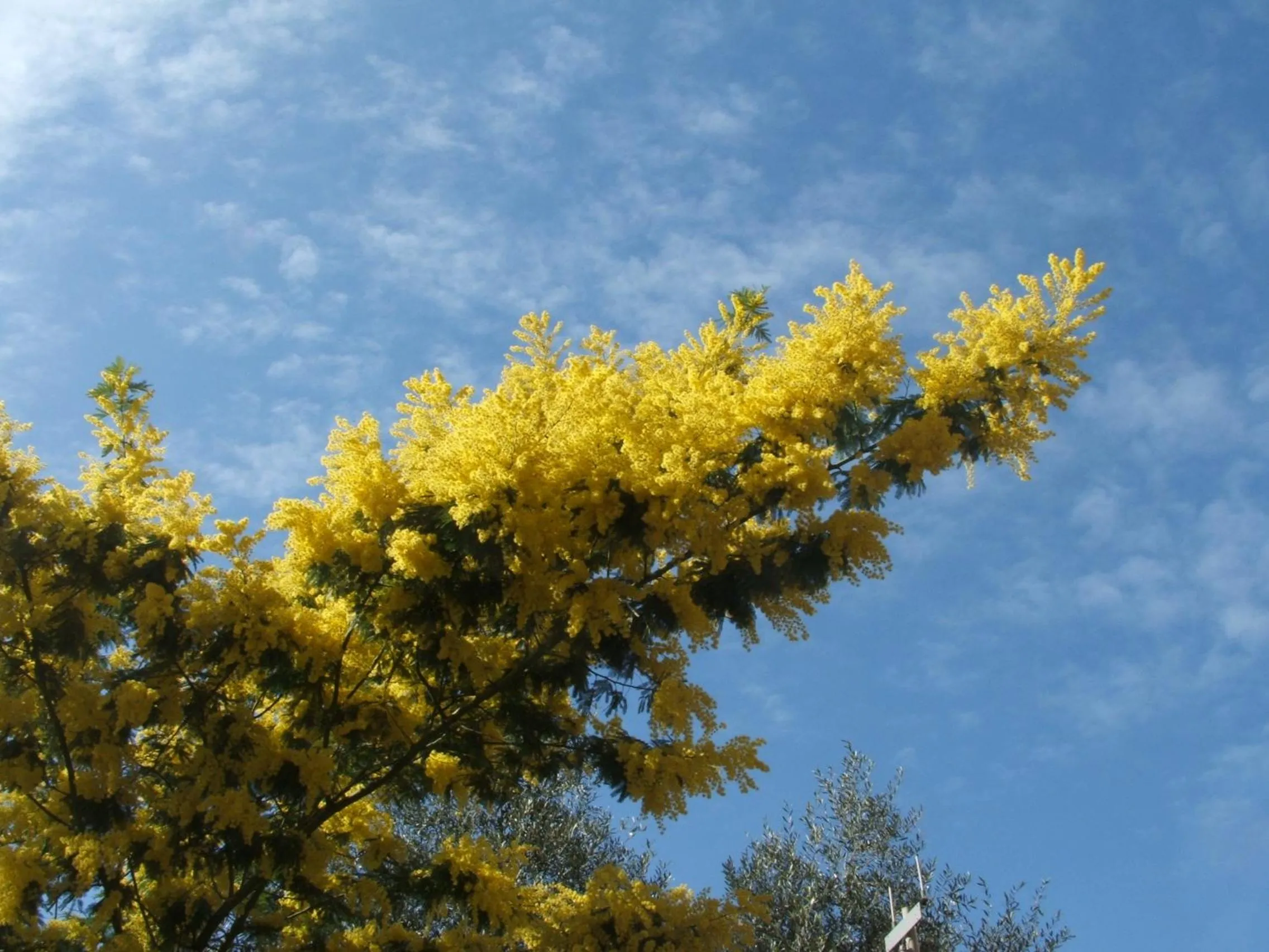Decorative detail in B&B La Cubanina