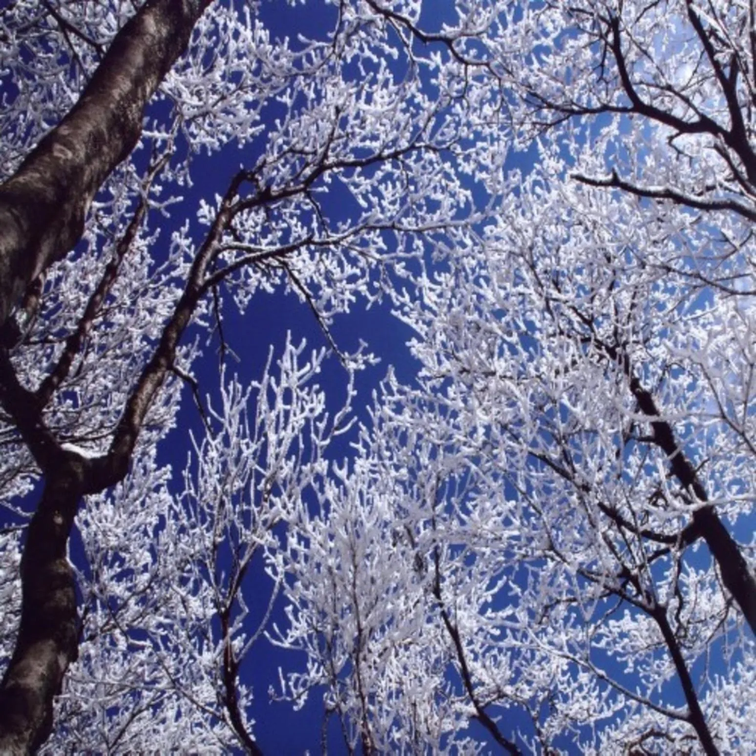 Winter in Hotel Yunomoto